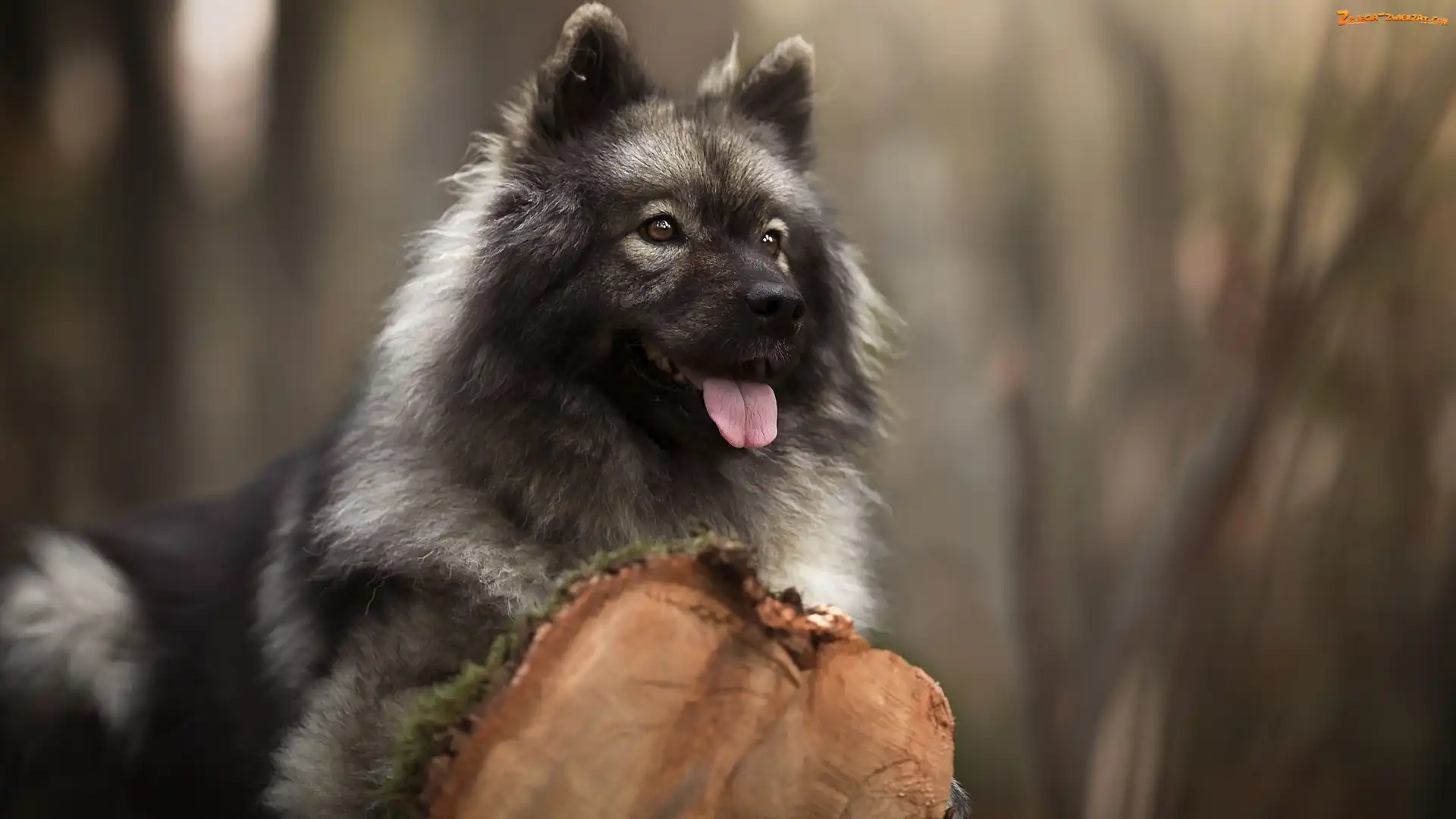 Szpic eurasier, Pień