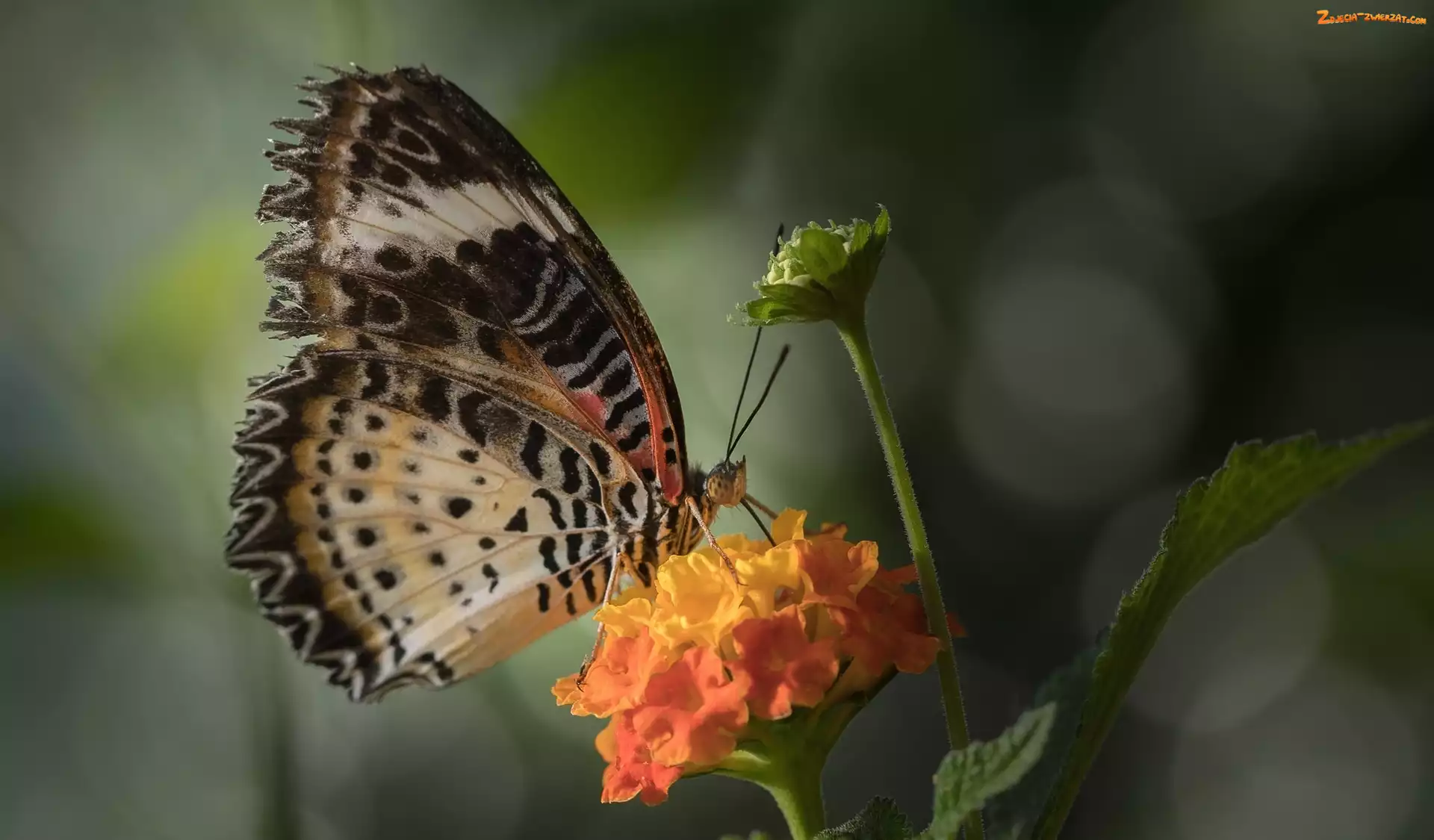Euthalia lubentina, Kwiat, Motyl, Pomarańczowy