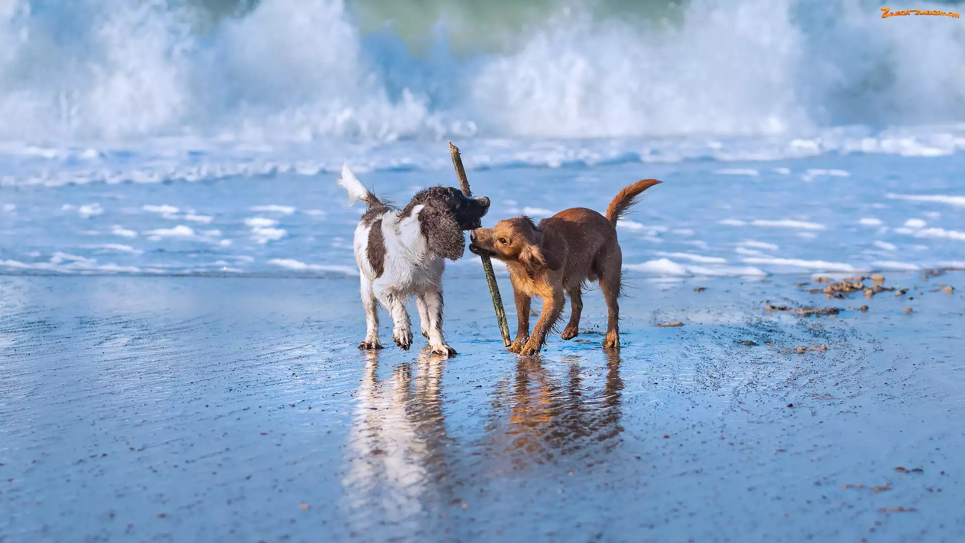 Morze, Working cocker spaniel, Dwa, Fala, Kij, Springer spaniel angielski, Psy, Zabawa