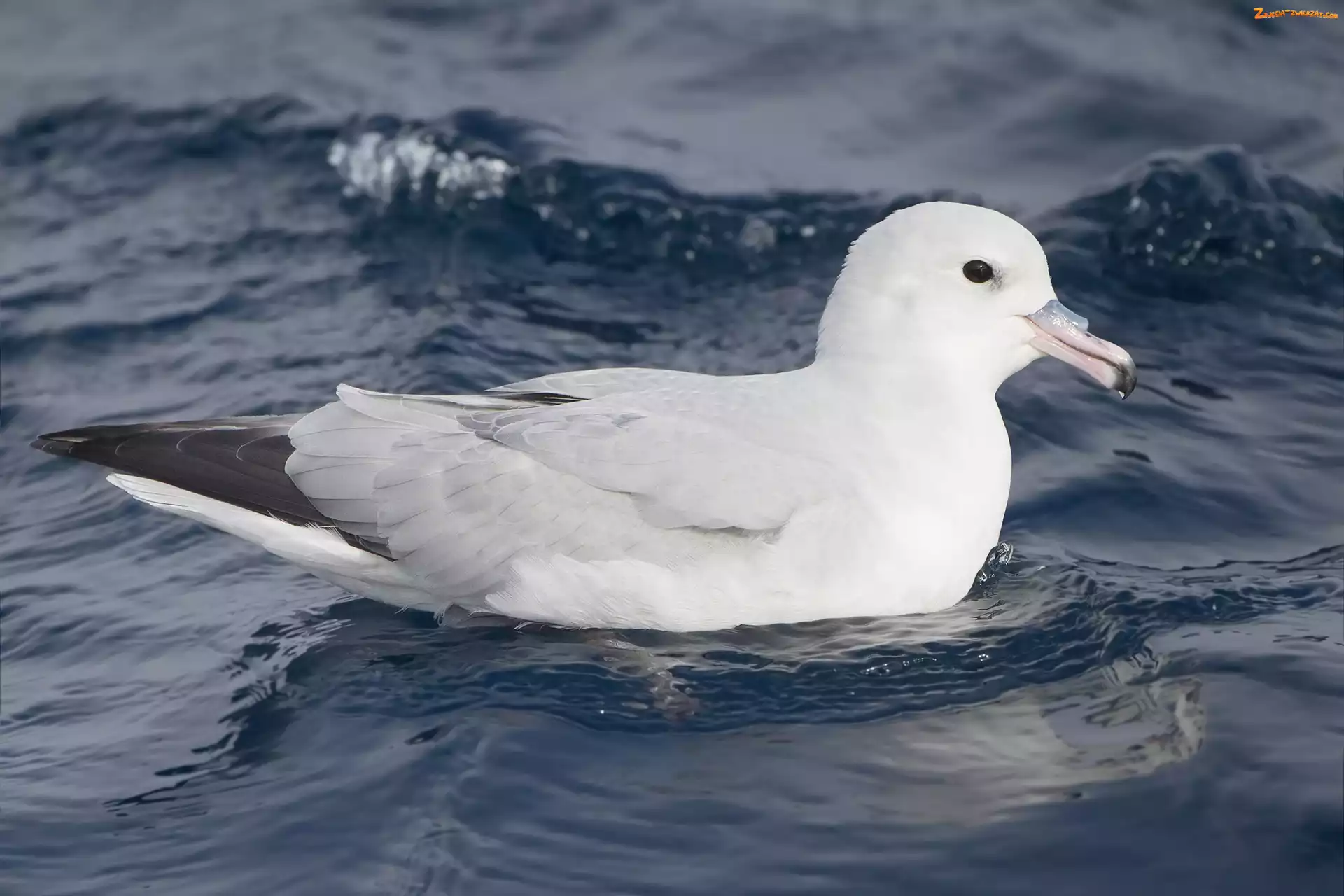 Fulmar, Fale, Ptak