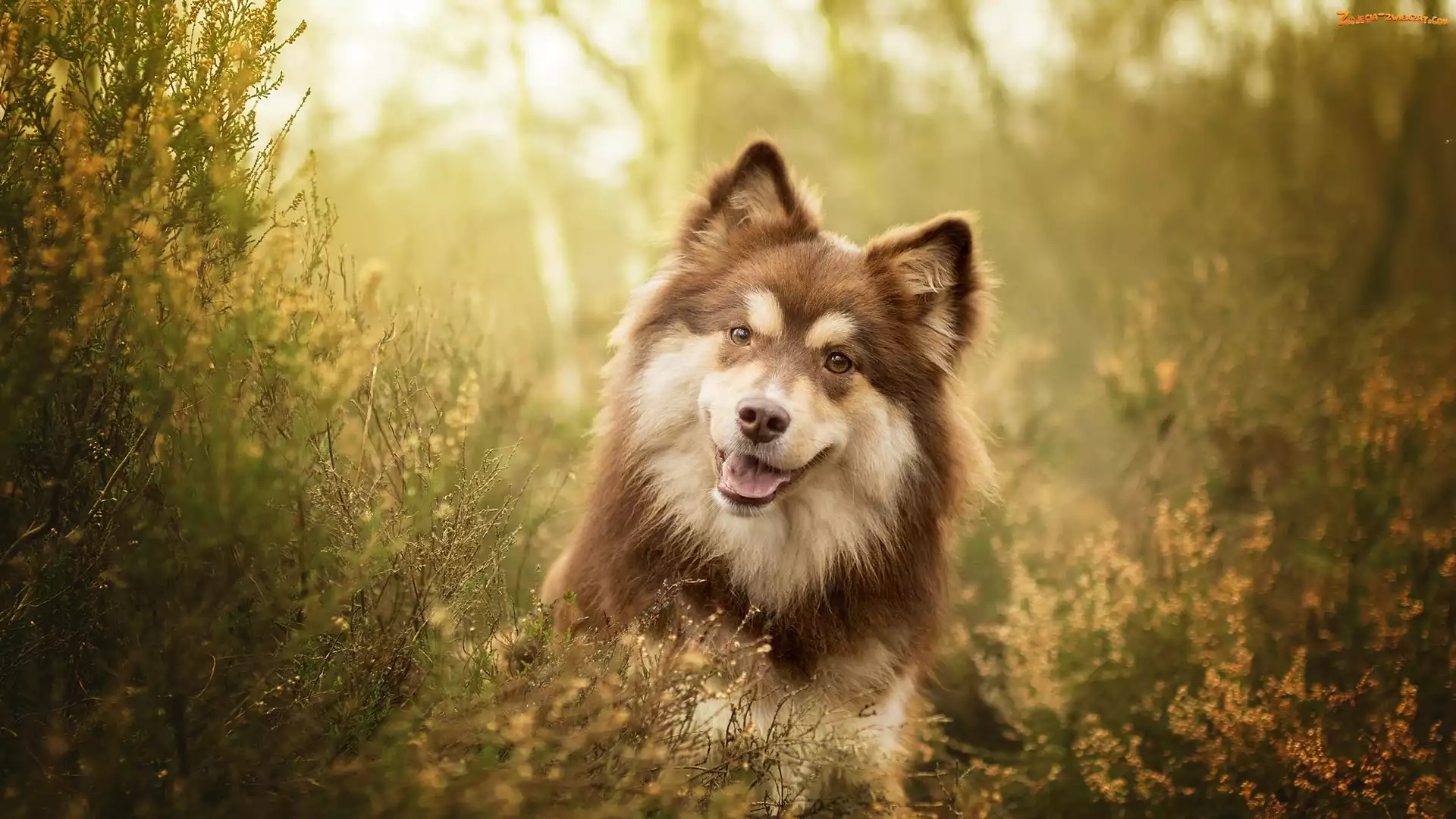 Fiński lapphund, Wrzosy, Pies, Mordka