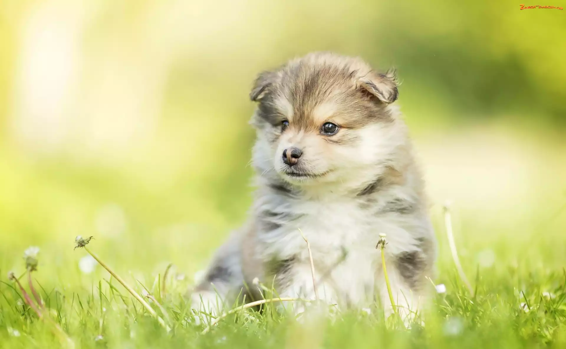 Fiński lapphund, Rozmyte tło, Szczeniak, Trawa