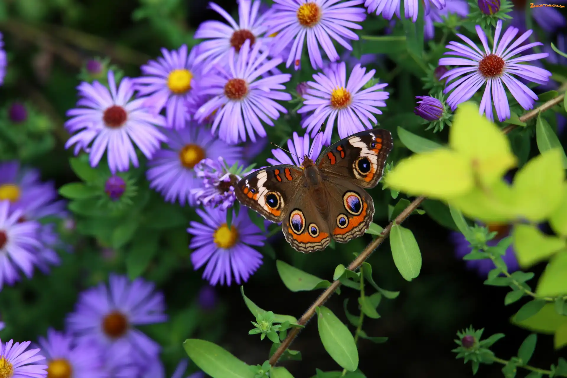 Fioletowe, Astry, Motyl, Kwiaty