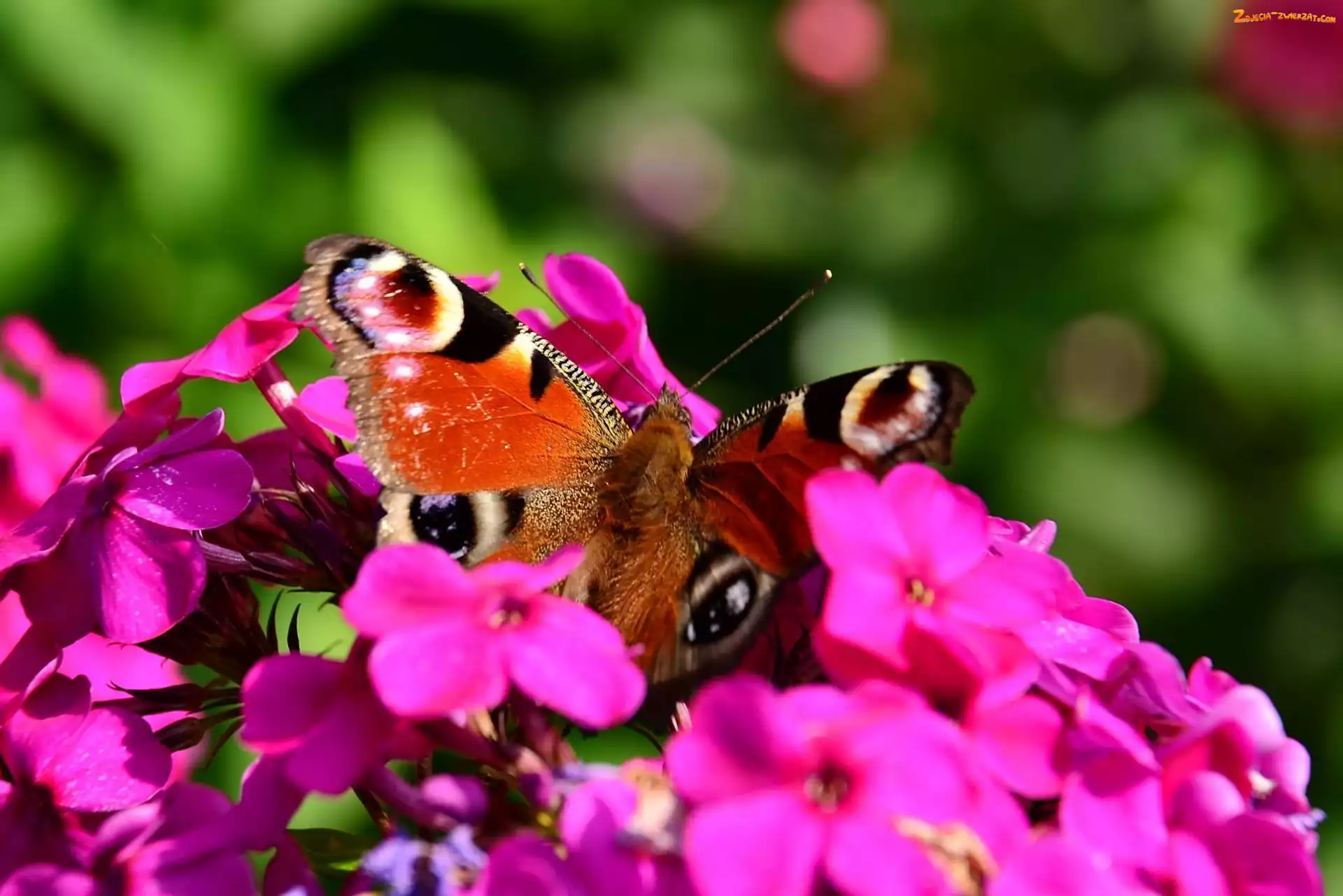 Motyl, Fioletowe, Kwiaty