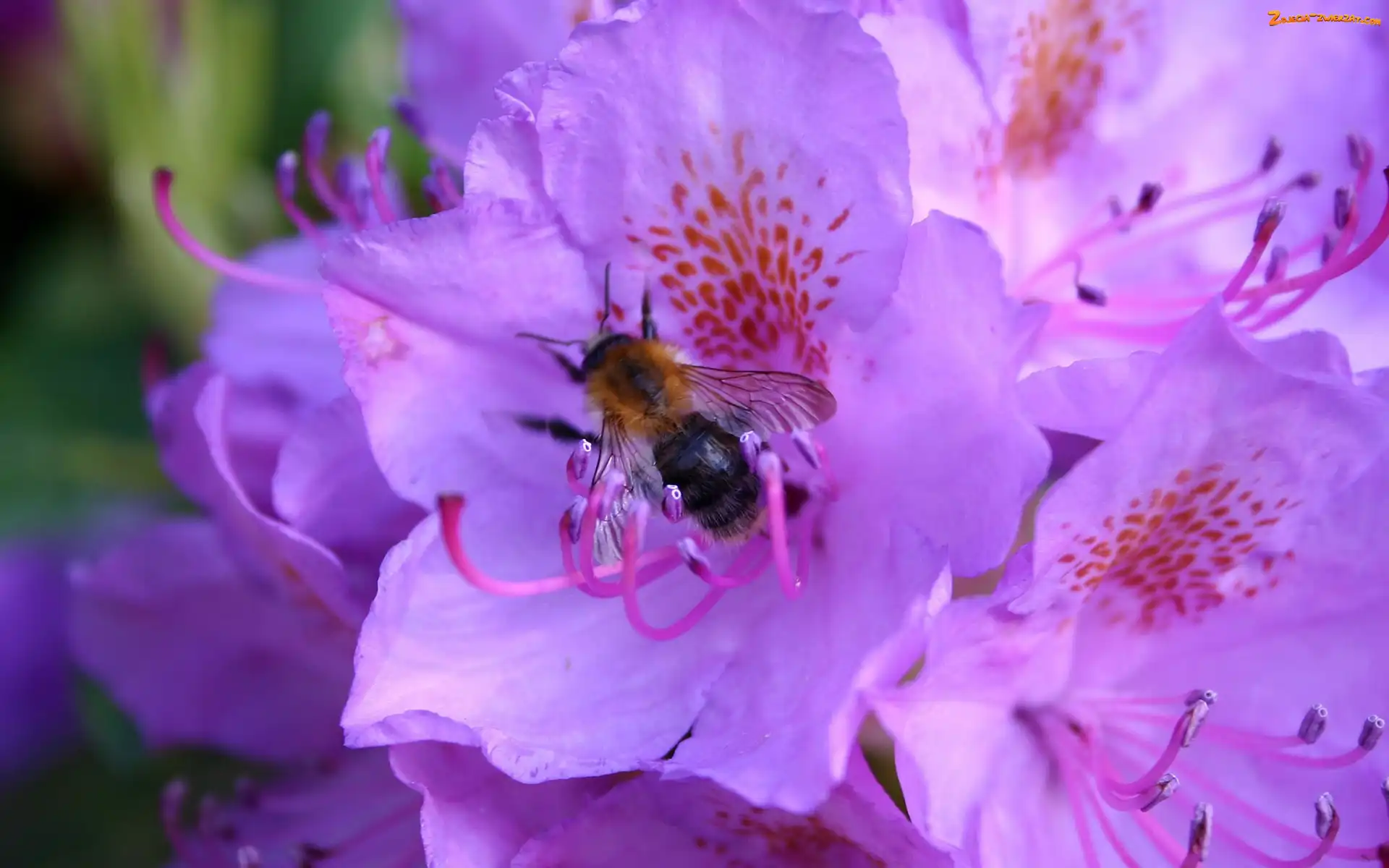 Kwiaty, Pszczoła, Fioletowe, Rododendron