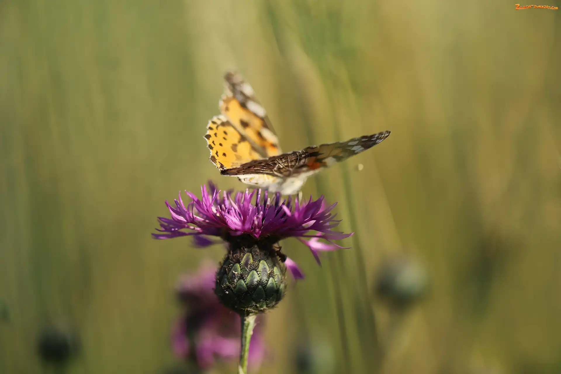 Fioletowy, Motyl, Chaber driakiewnik, Kwiat