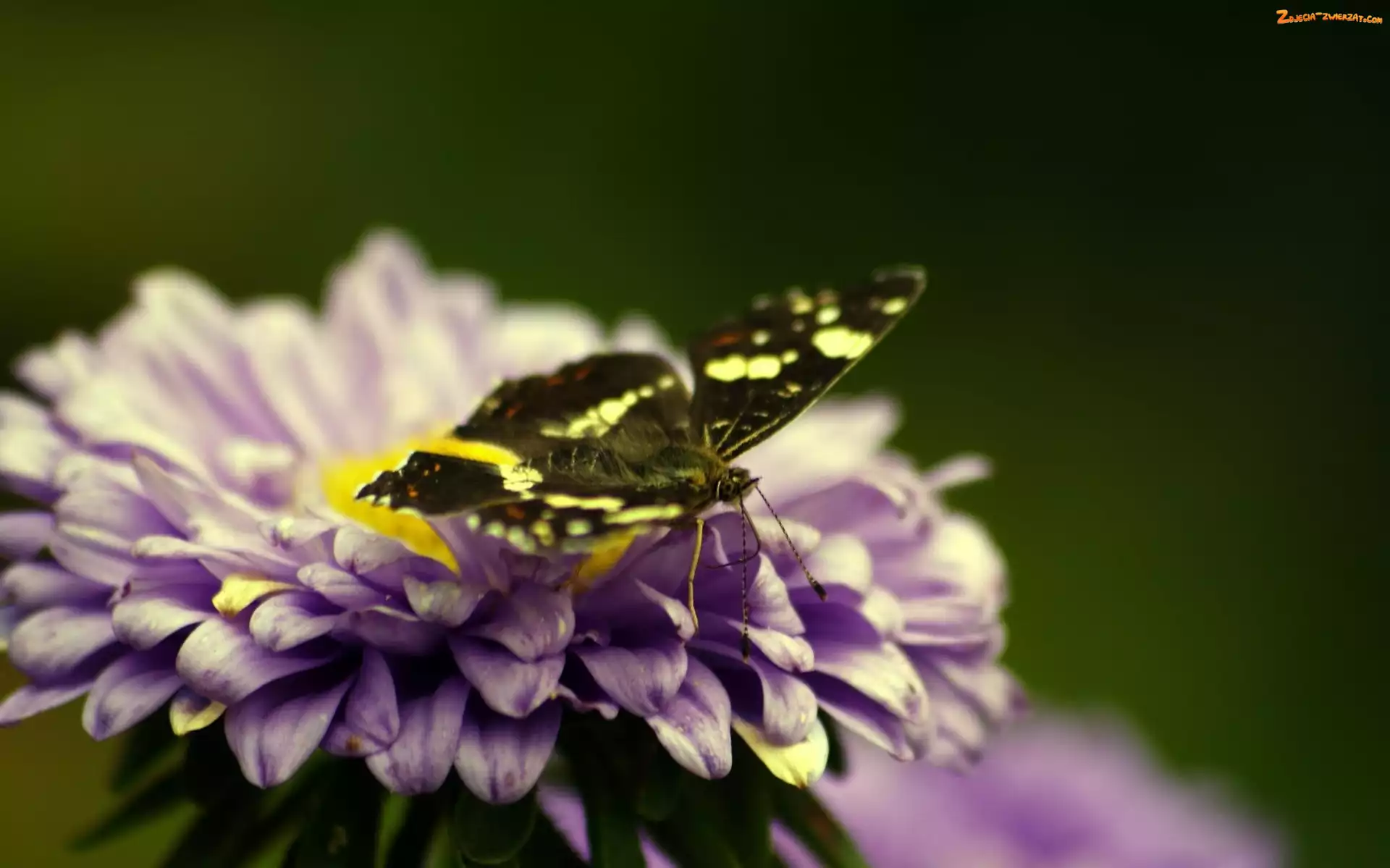 Motyl, Fioletowy, Kwiat