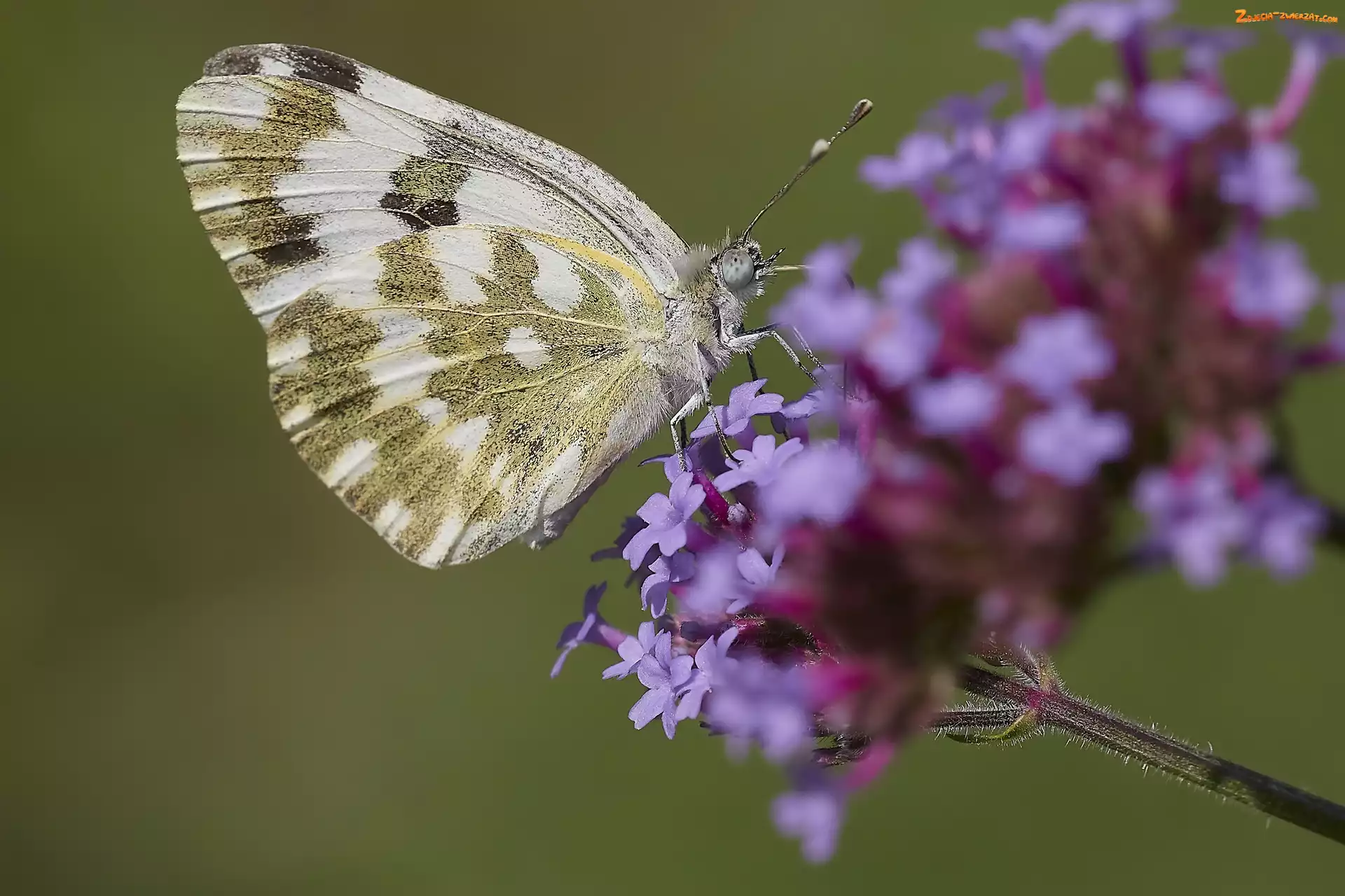 Fioletowy, Makro, Motyl, Kwiat