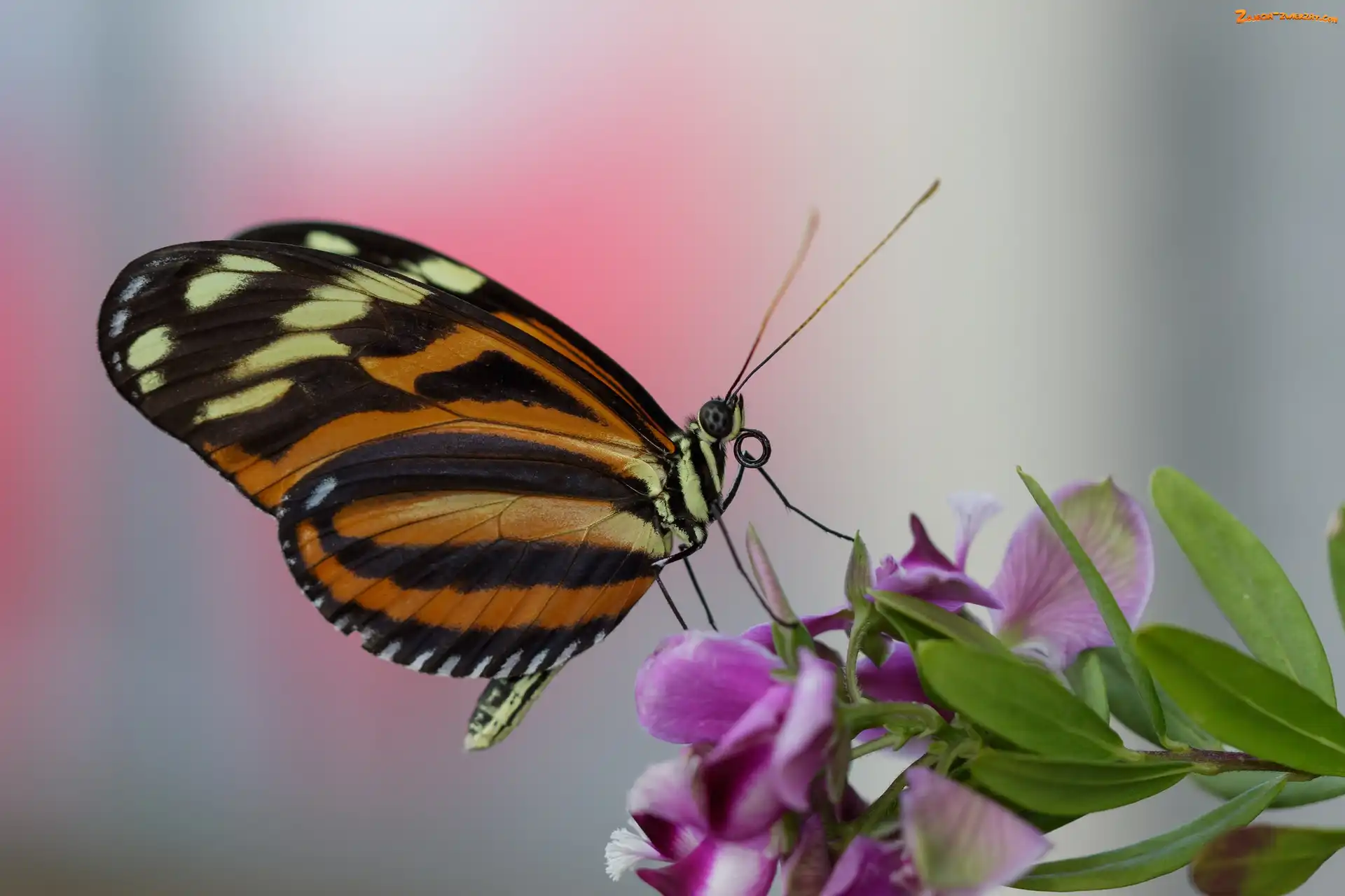 Fioletowy, Makro, Motyl, Kwiatek