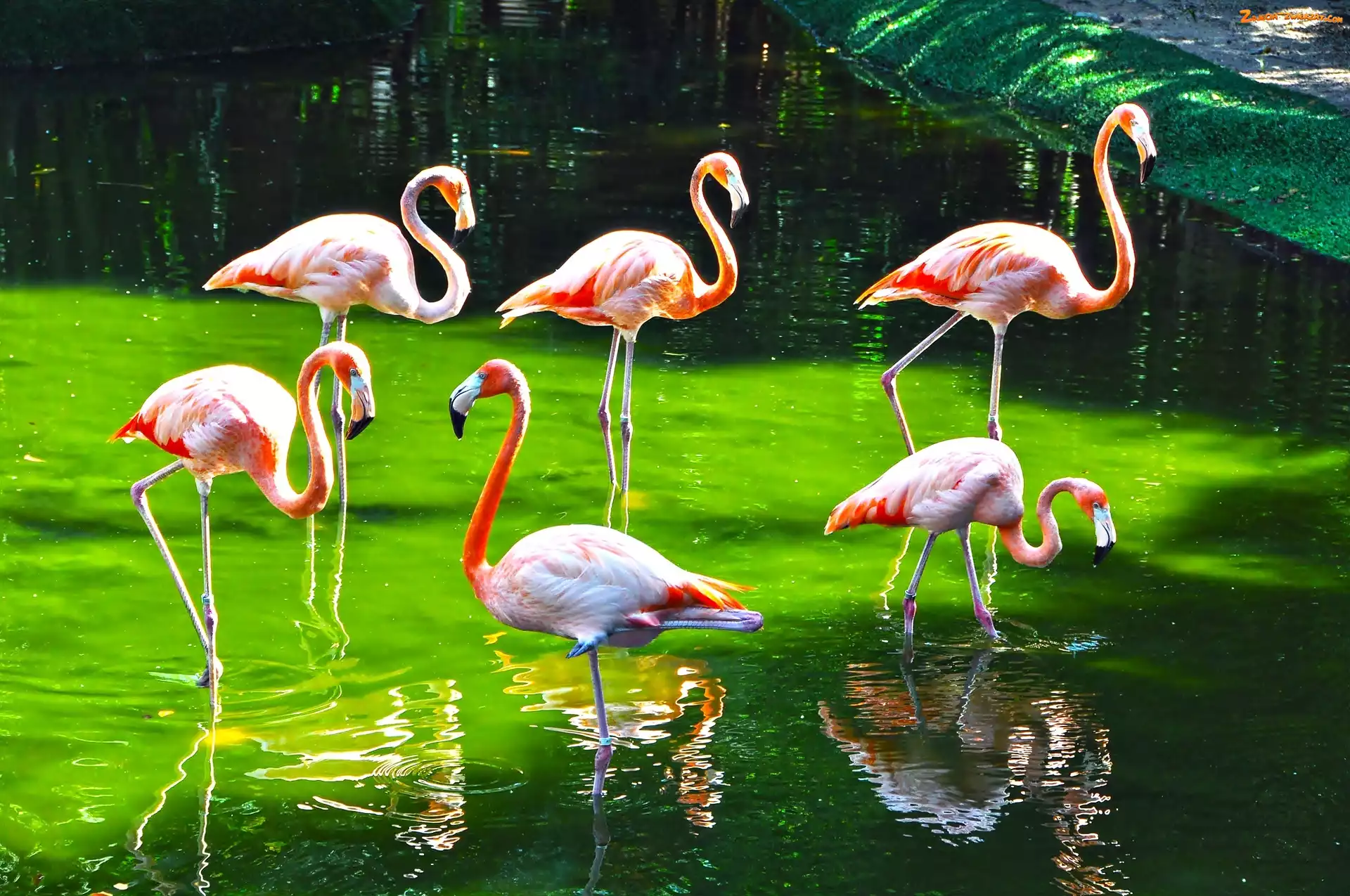 ZOO, Flaming, Woda