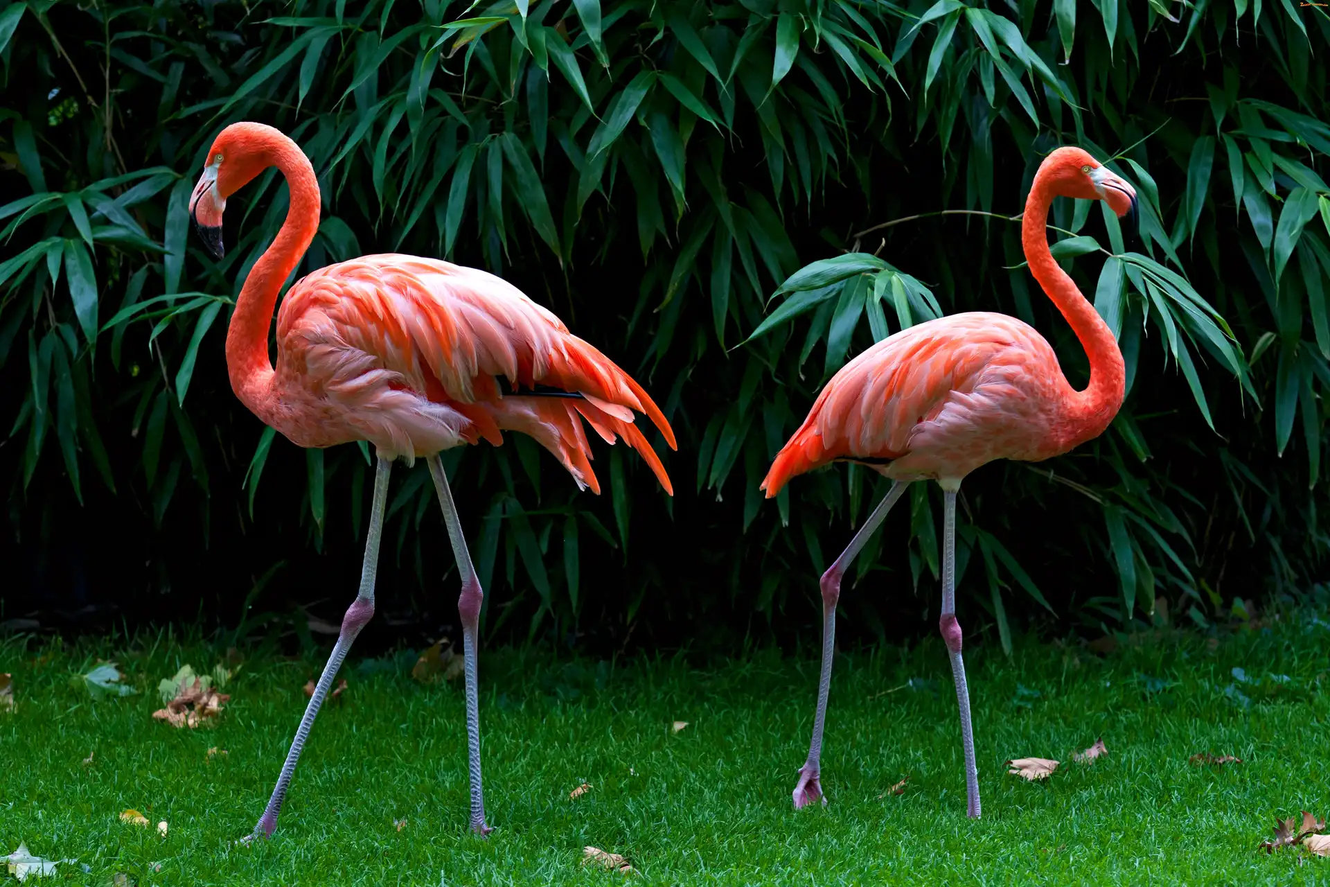 Flamingi, Krzewy, Dwa, Trawa