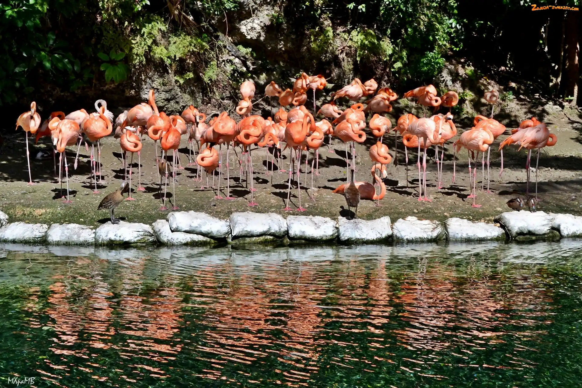 Odbicie, Flamingi, Woda