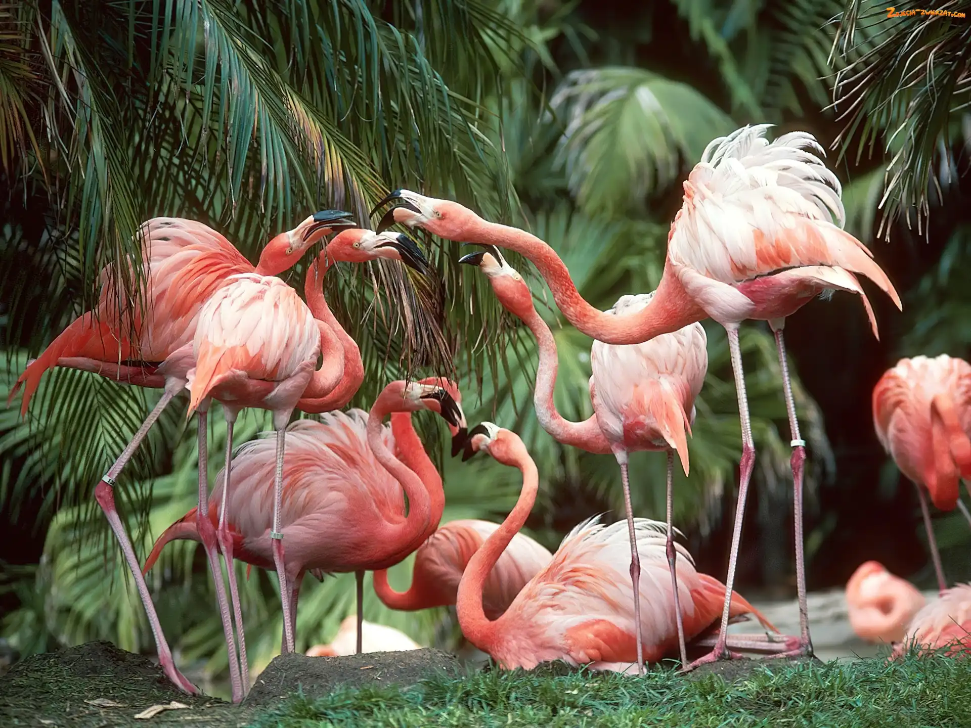 palmy, Flamingi