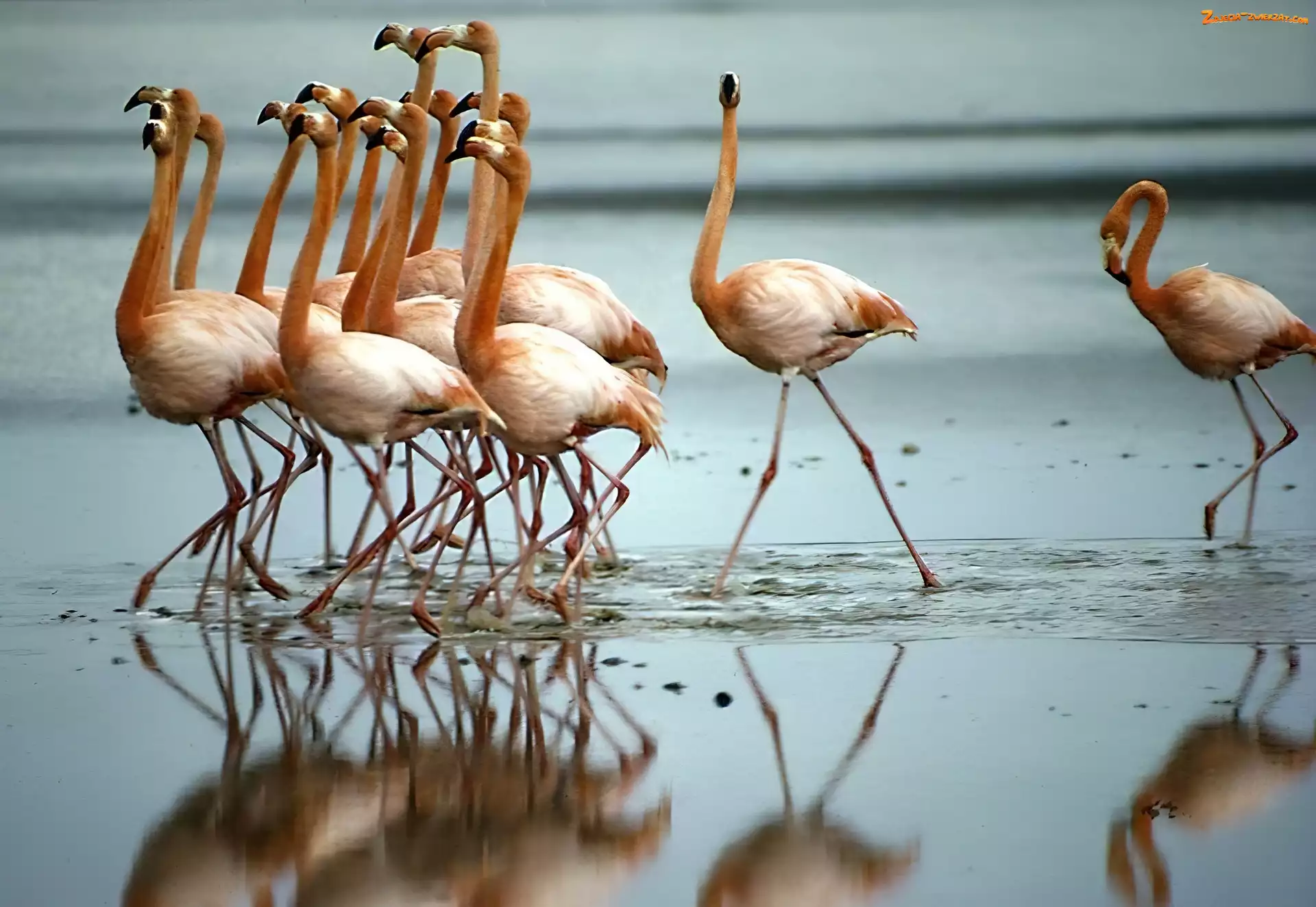 Woda, Flamingi