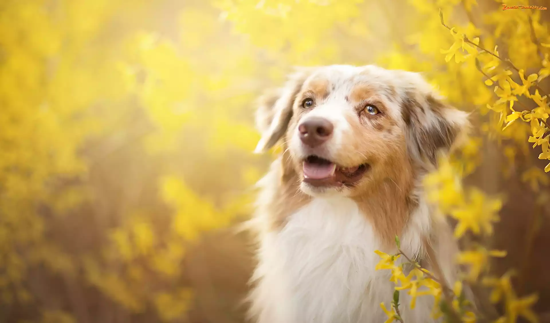 Forsycja, Owczarek australijski, Australian shepherd