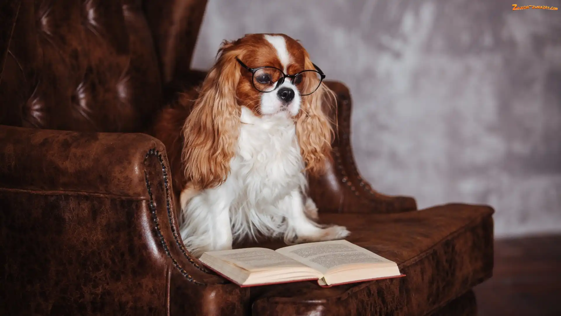 Książka, Fotel, Cavalier King Charles spaniel, Pies, Okulary