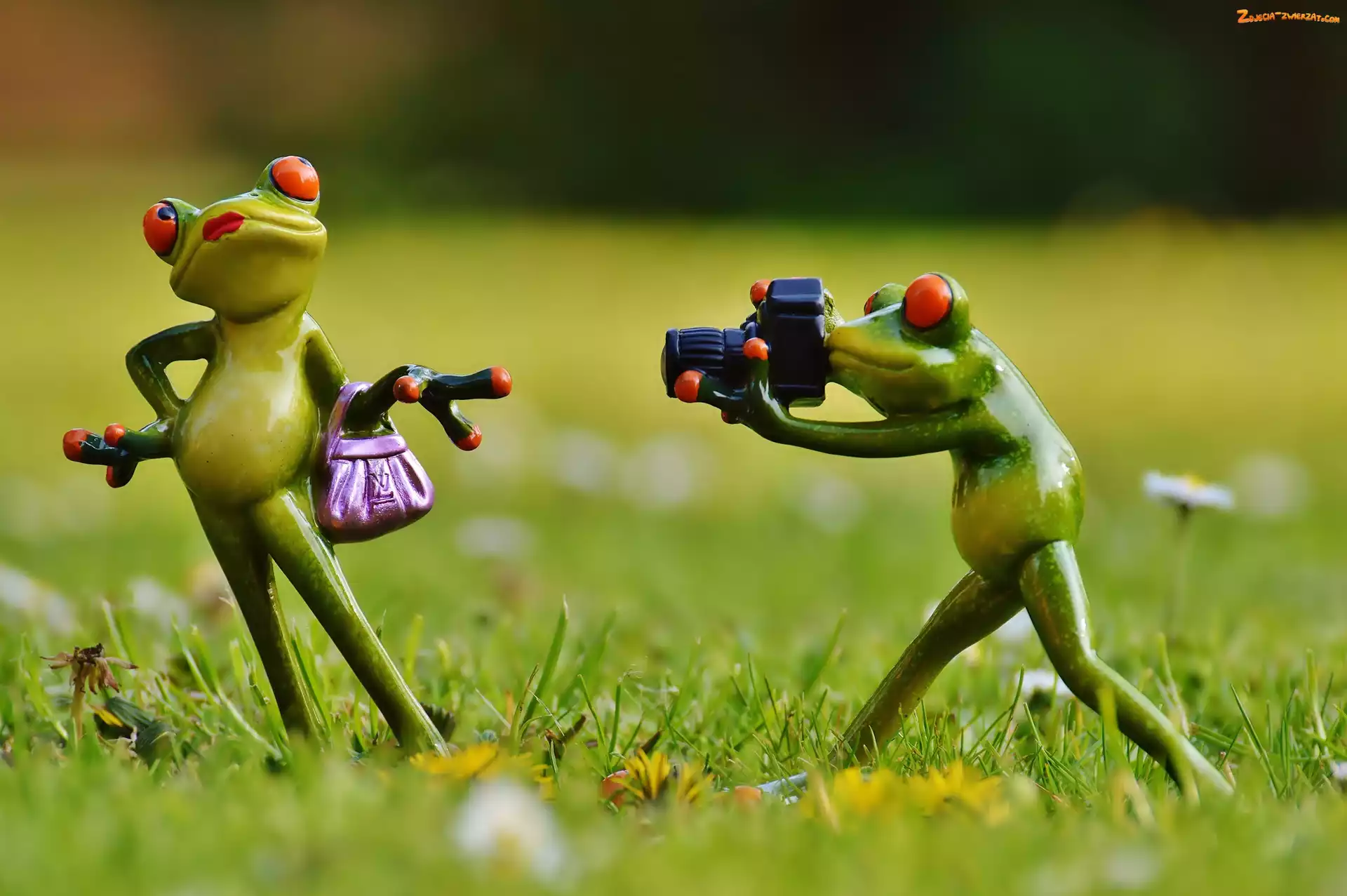 Fotograf, Śmieszne, Żabki, Pozowanie