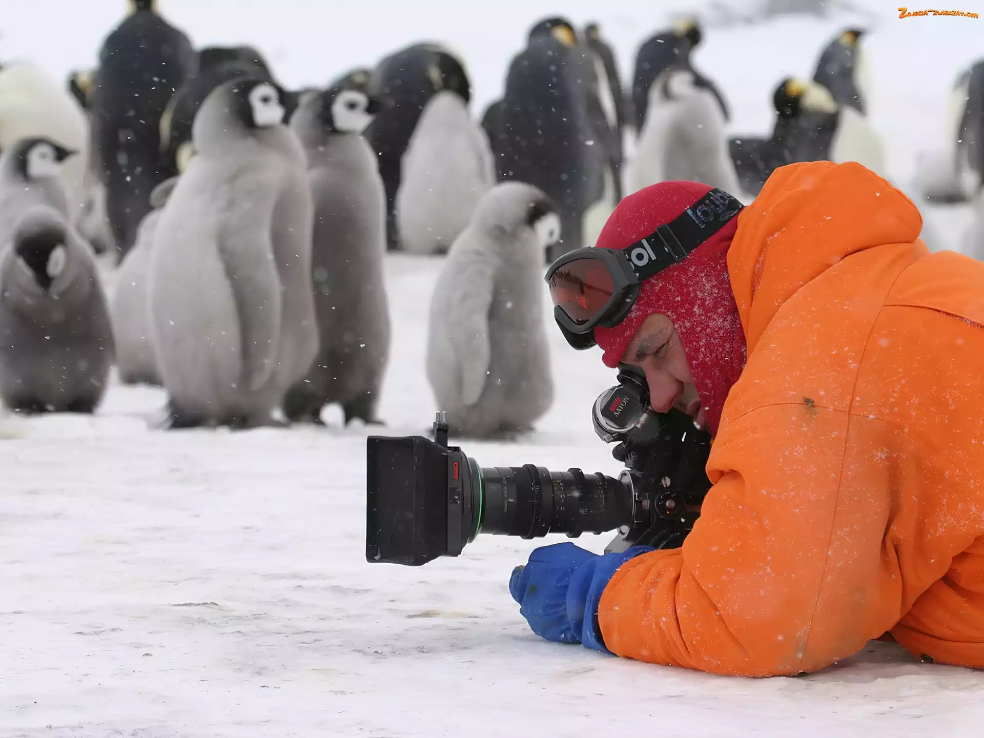 fotograf, aparat, Pingwiny, śnieg