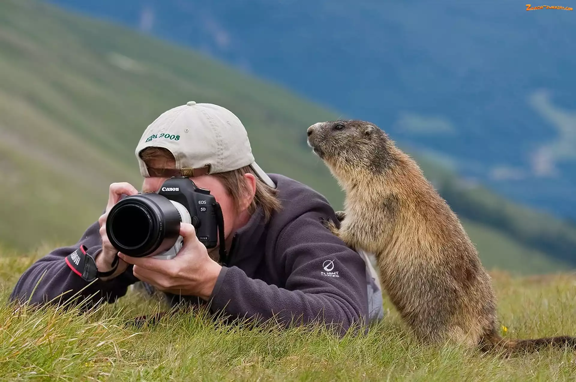 Fotograf, Świstak