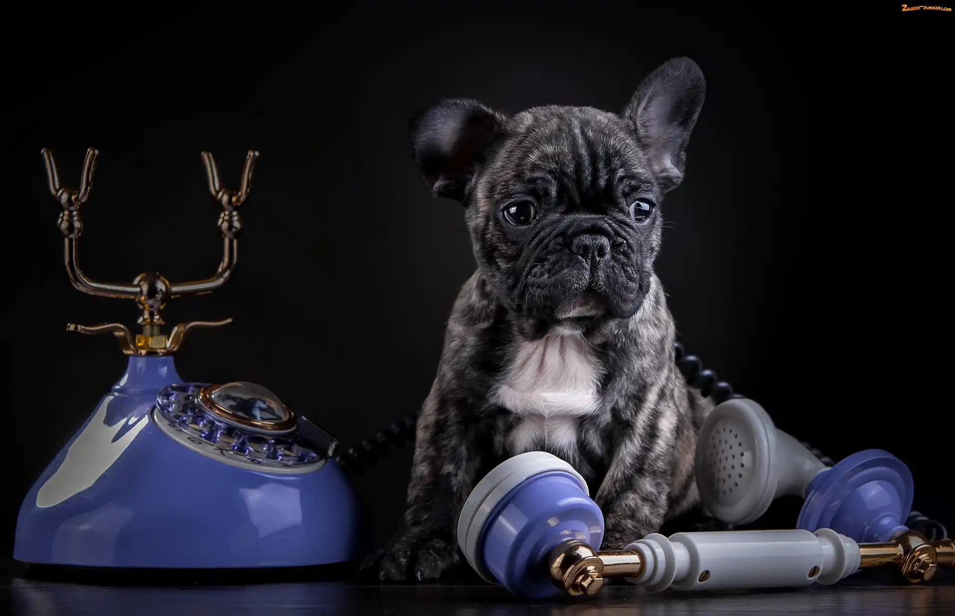 Francuski, Telefon, Buldog, Szczeniak