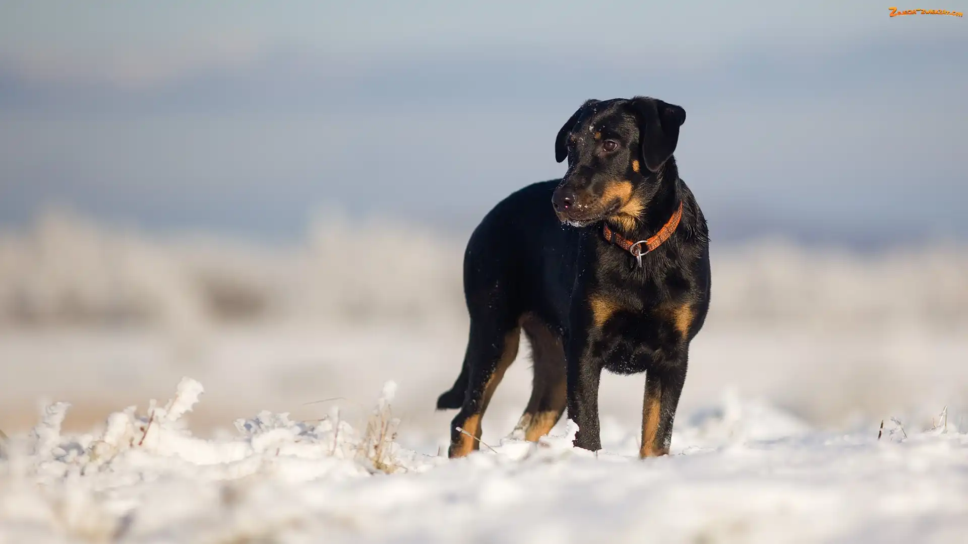 Śnieg, Pies, Owczarek francuski Beauceron