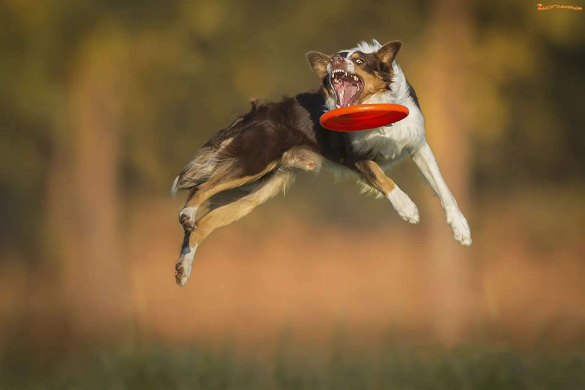 Frisbee, Border Collie, Skok