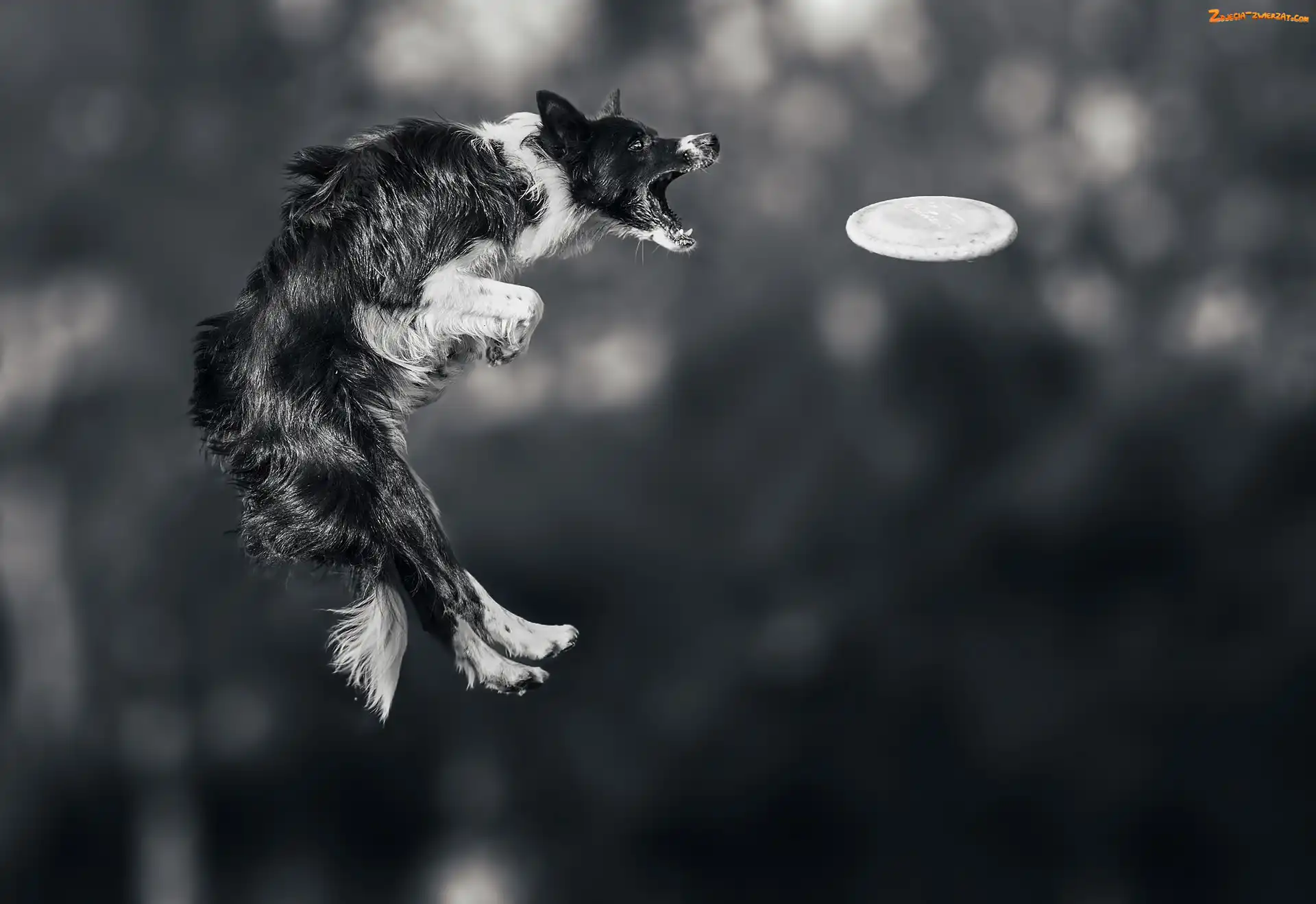 Frisbee, Sportowe, Skok, Border collie, Zawody