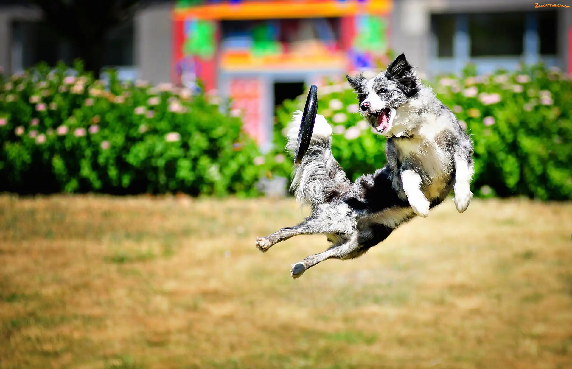 Frisbee, Zawody, Skok, Pies, Sportowe