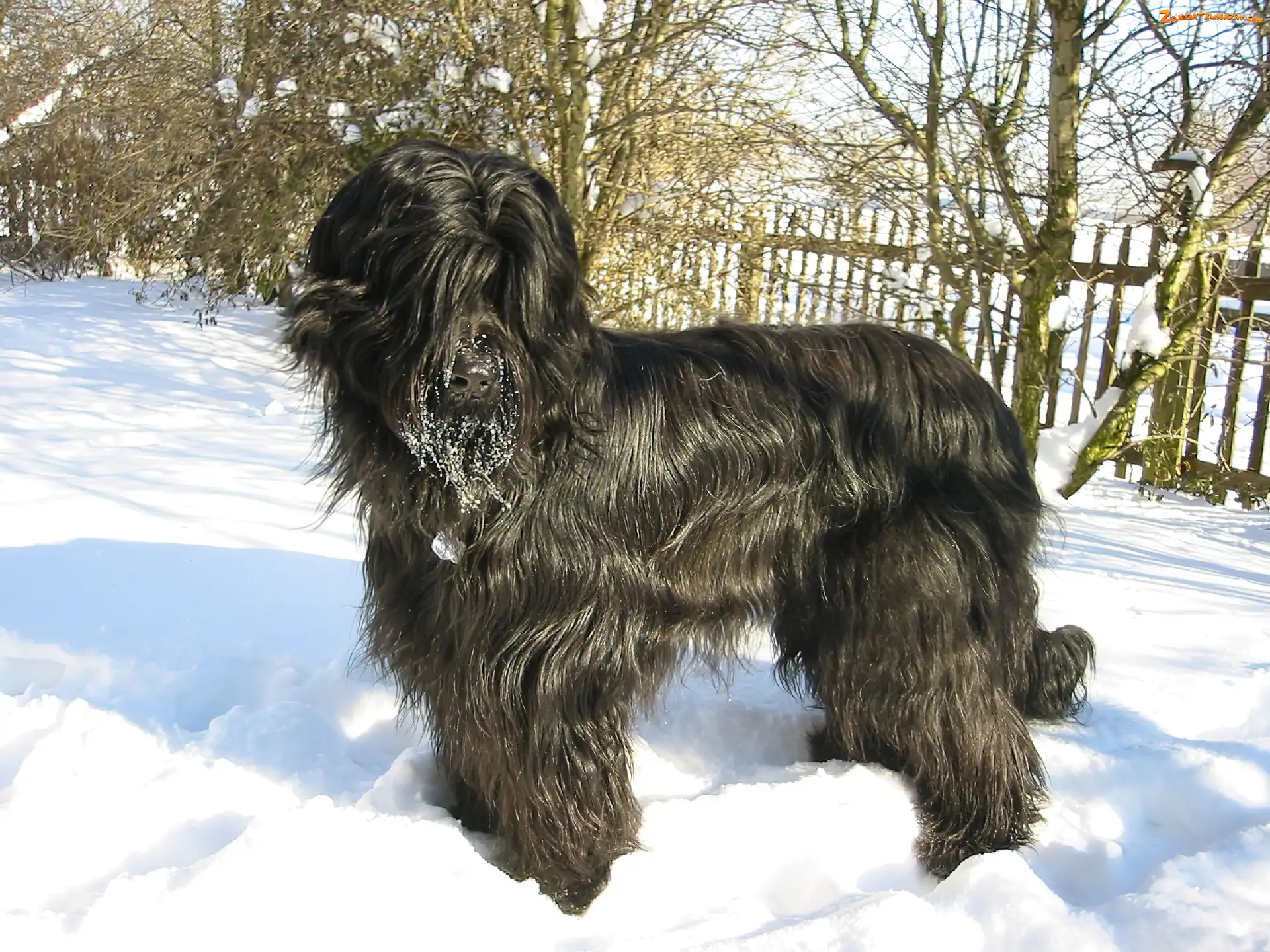 Briard, Futrzak
