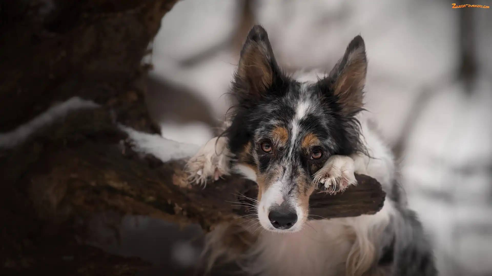 Gałąź, Border collie, Drzewo