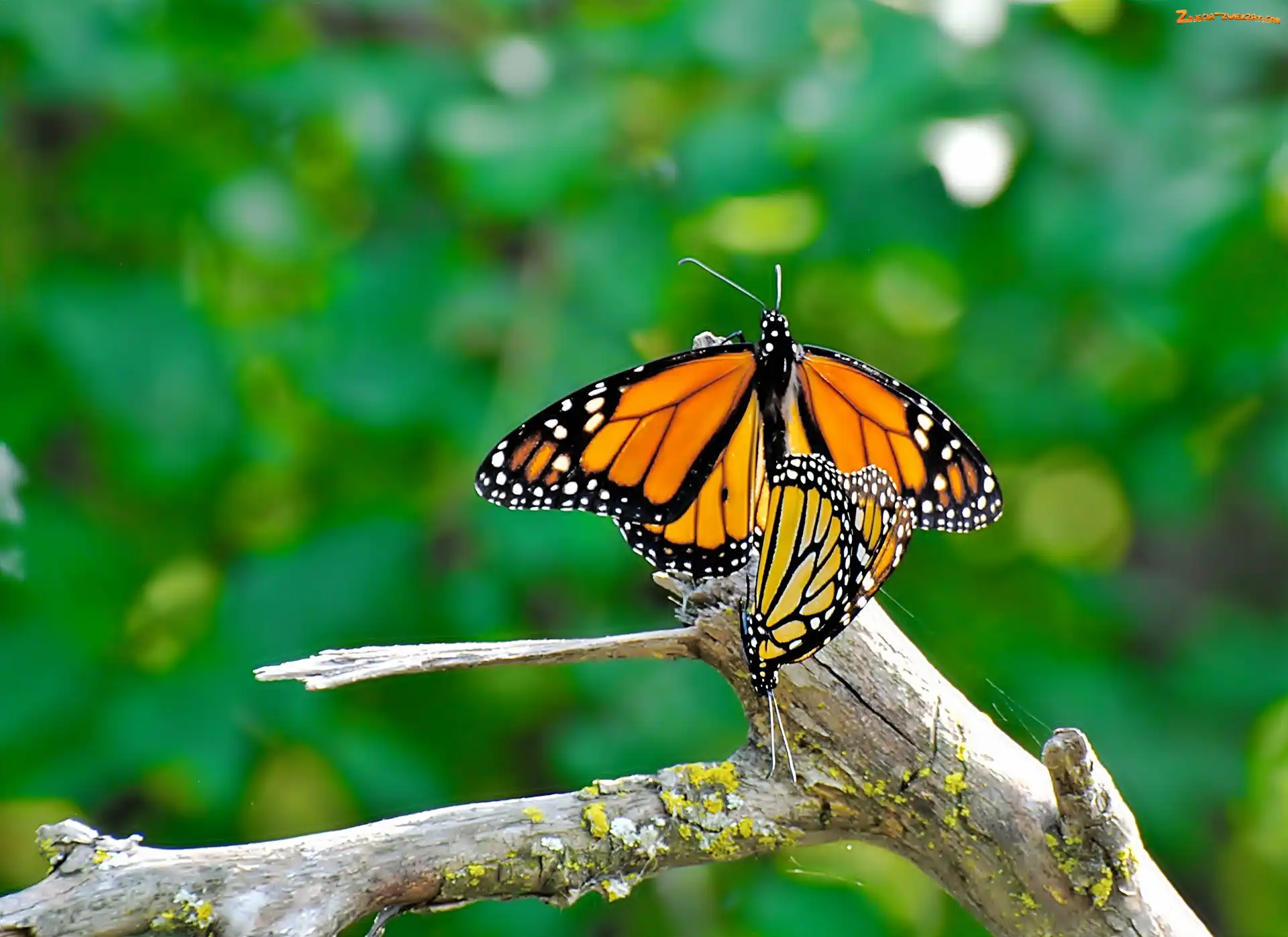 Gałąź, Owad, Motyl Monarchy