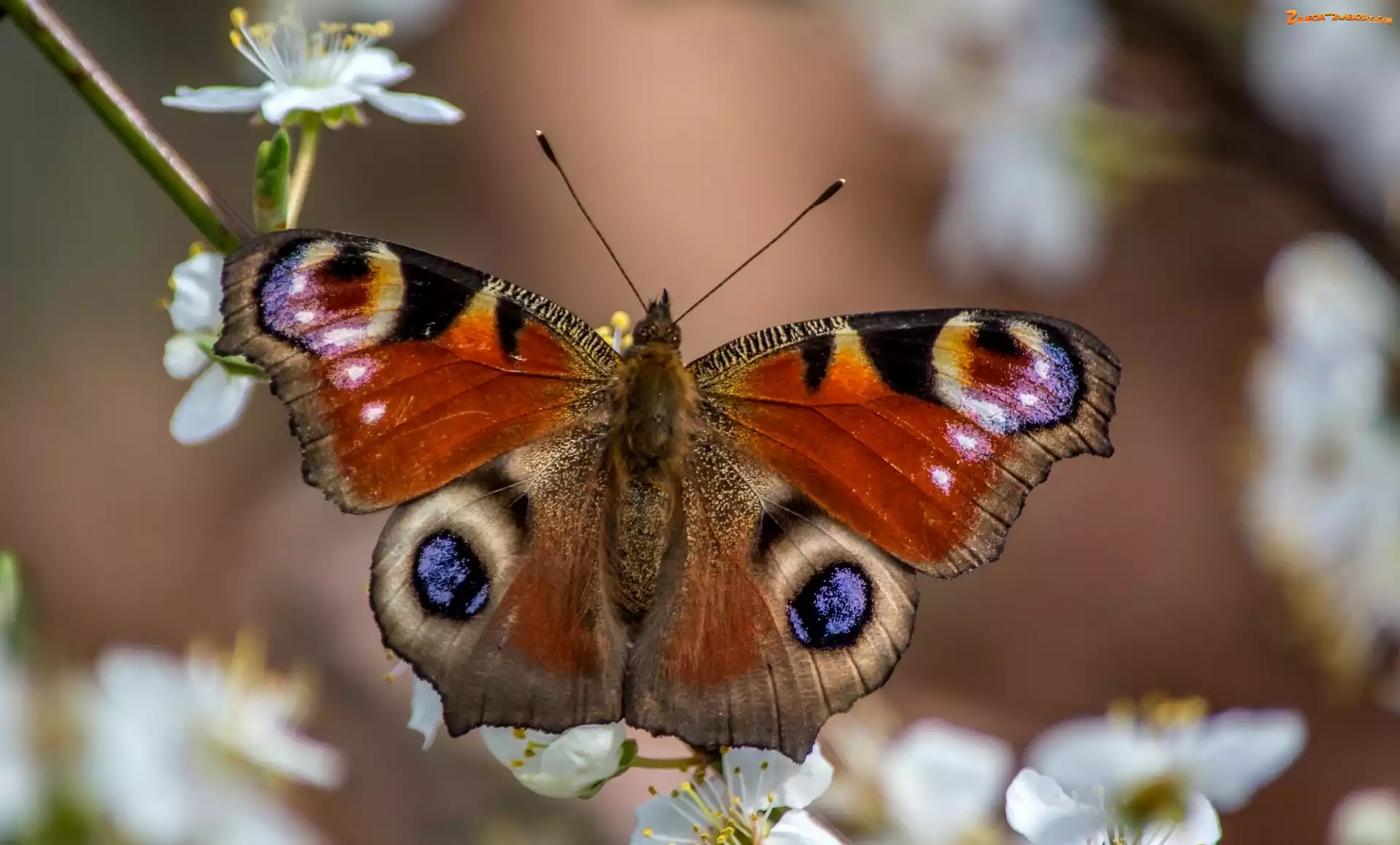 Gałąź, Owocowe, Motyl, Drzewo
