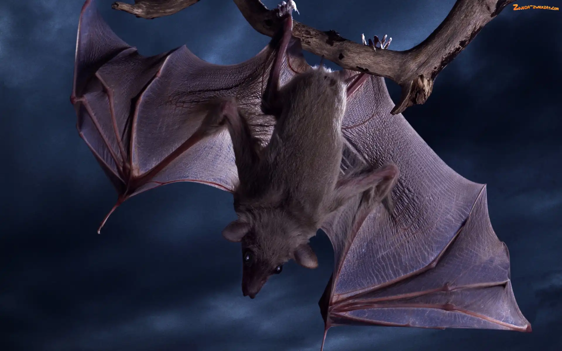 【SciShow Kids】蝙蝠的回声定位能力｜利用声音来定位方向🧭_哔哩哔哩_bilibili