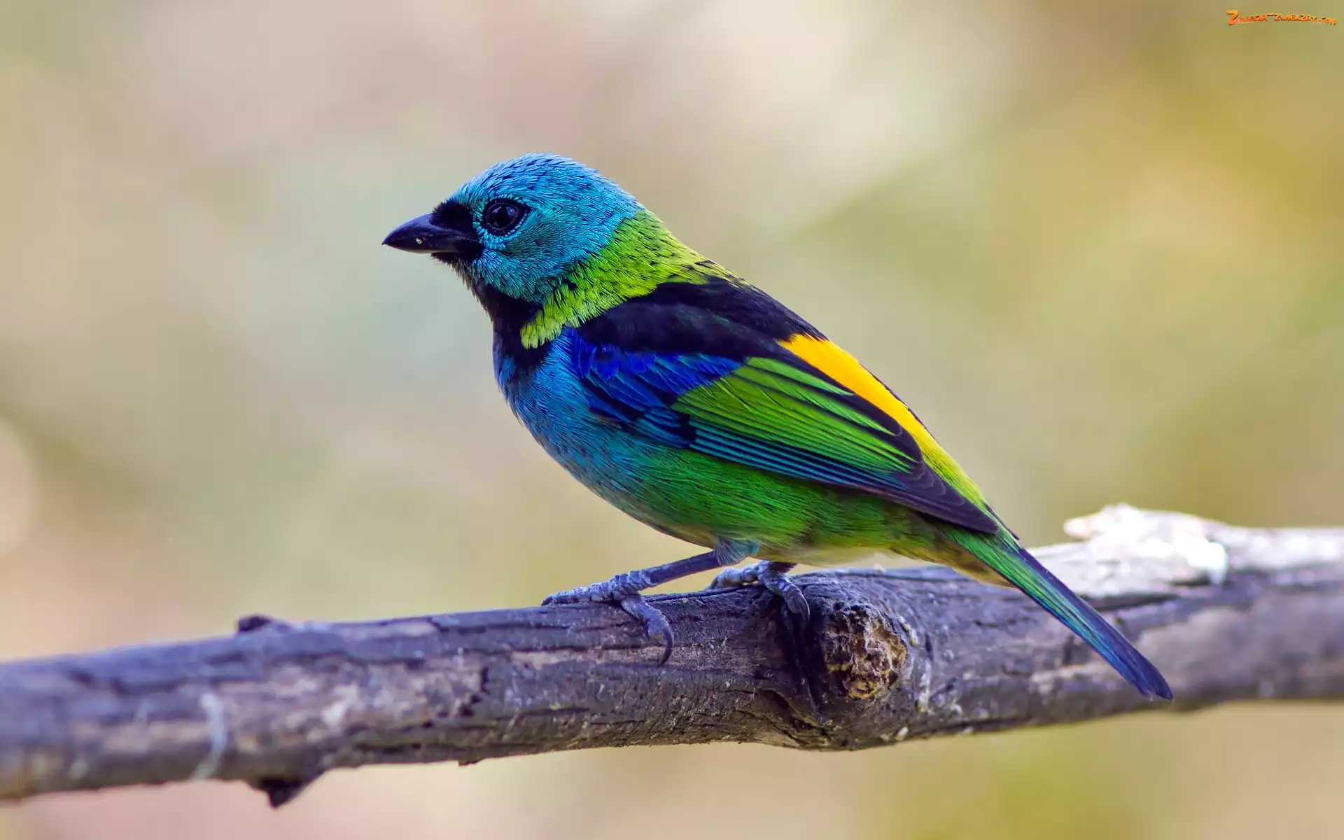 Gałązka, Szkarłatny, Ptak, Kolorowy, Tanager