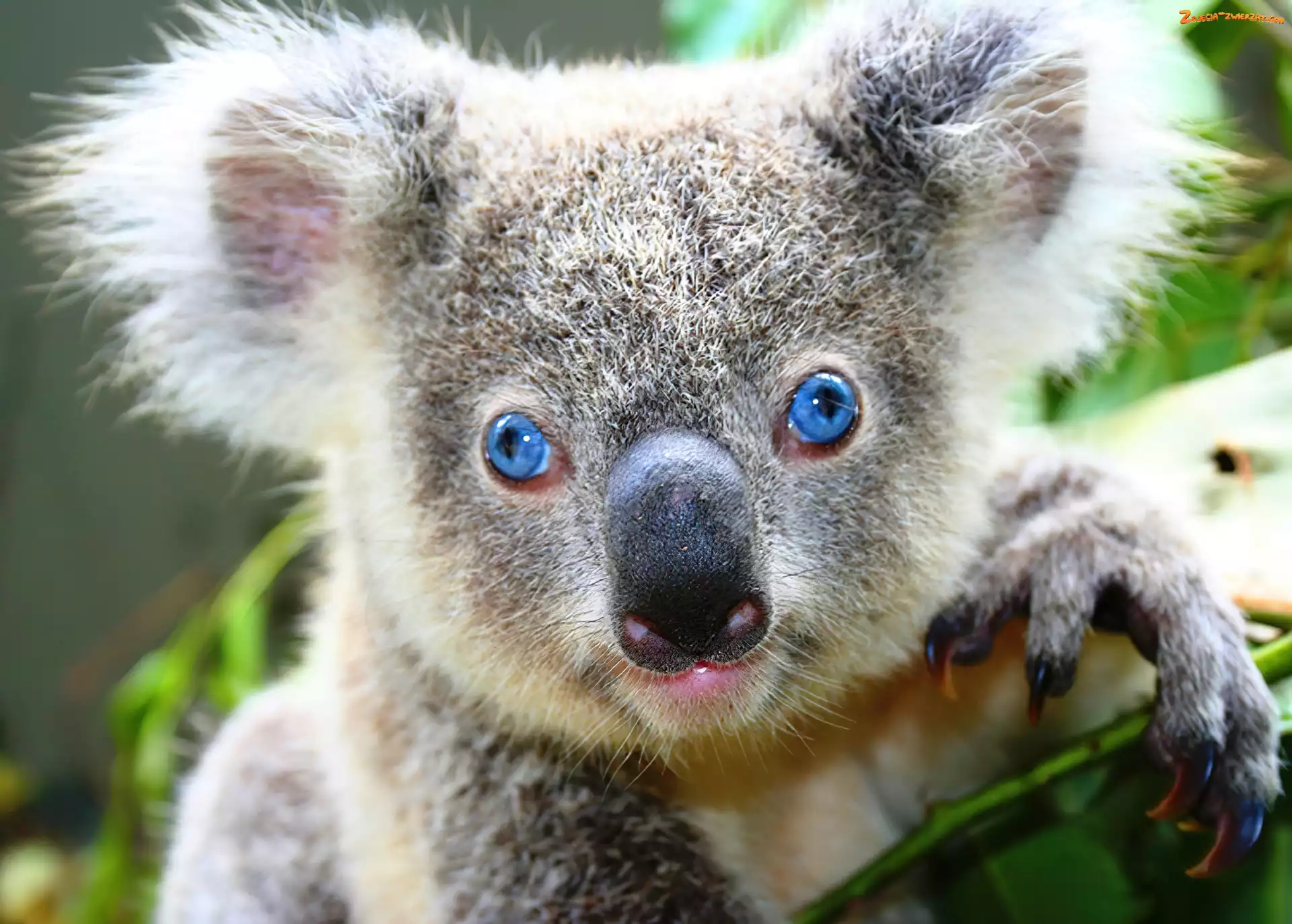 Gałązka, Oczy, Koala, Miś, Niebieskie