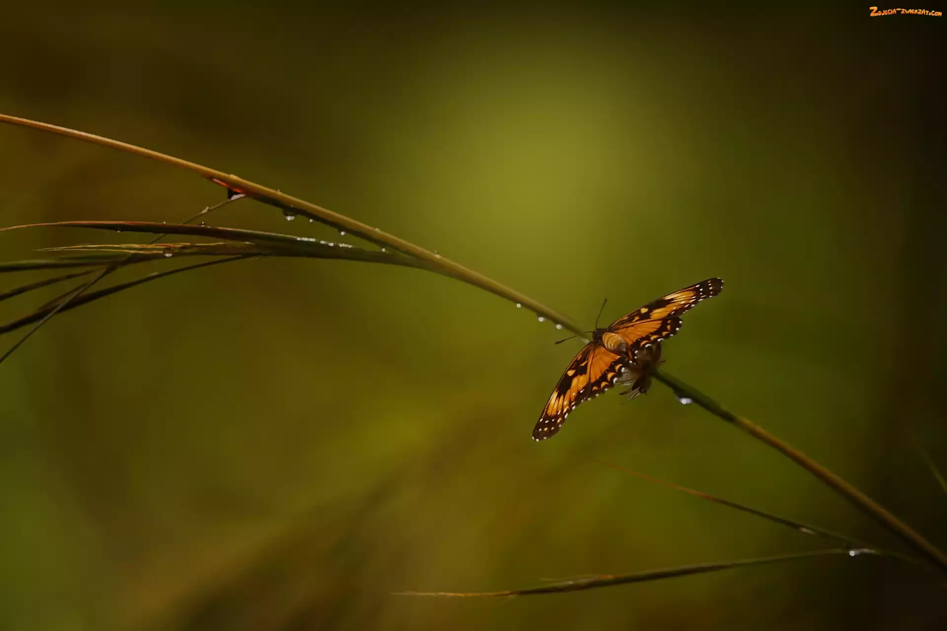 Gałązka, Motyl