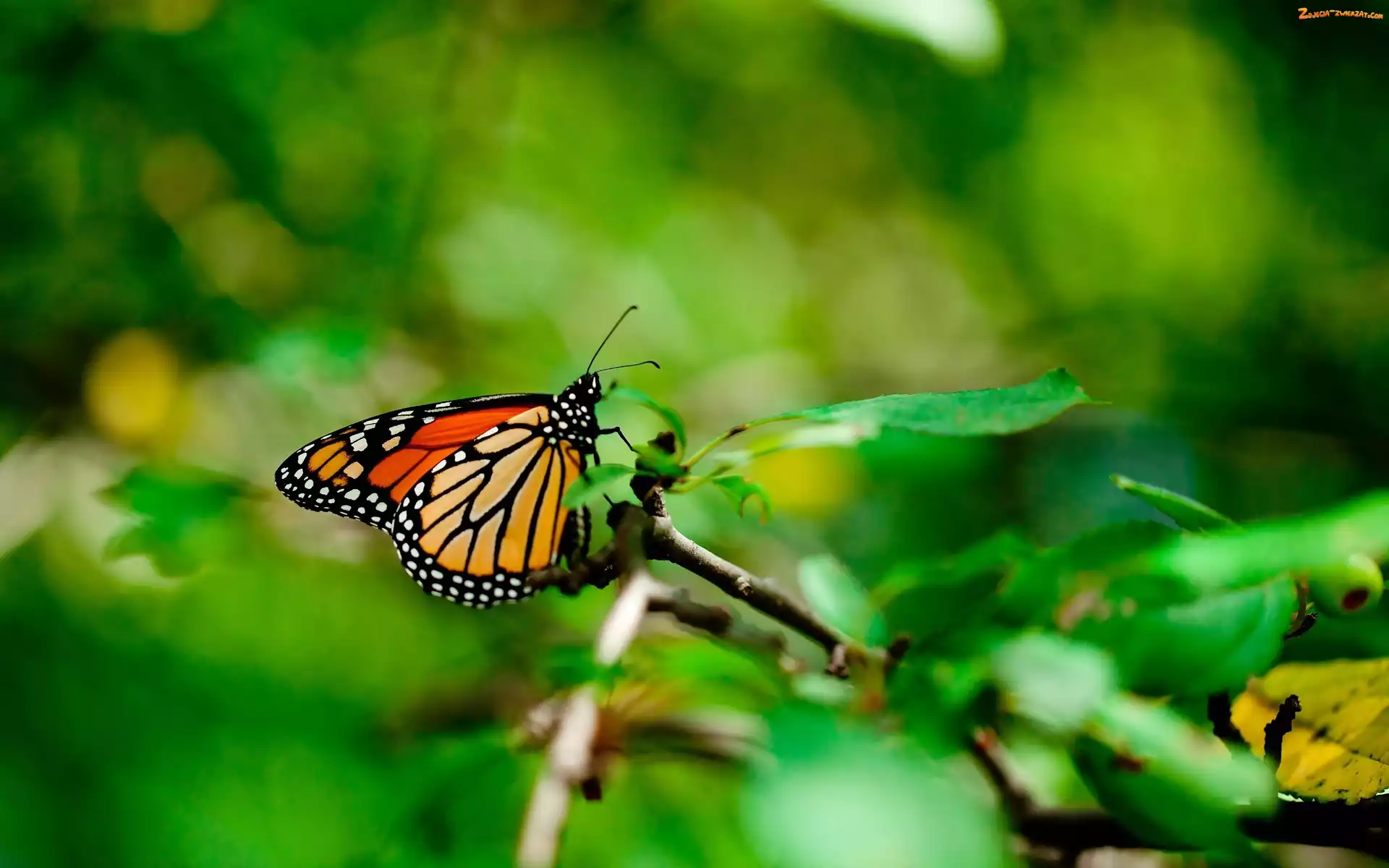 Monarch, Gałązka, Motyl