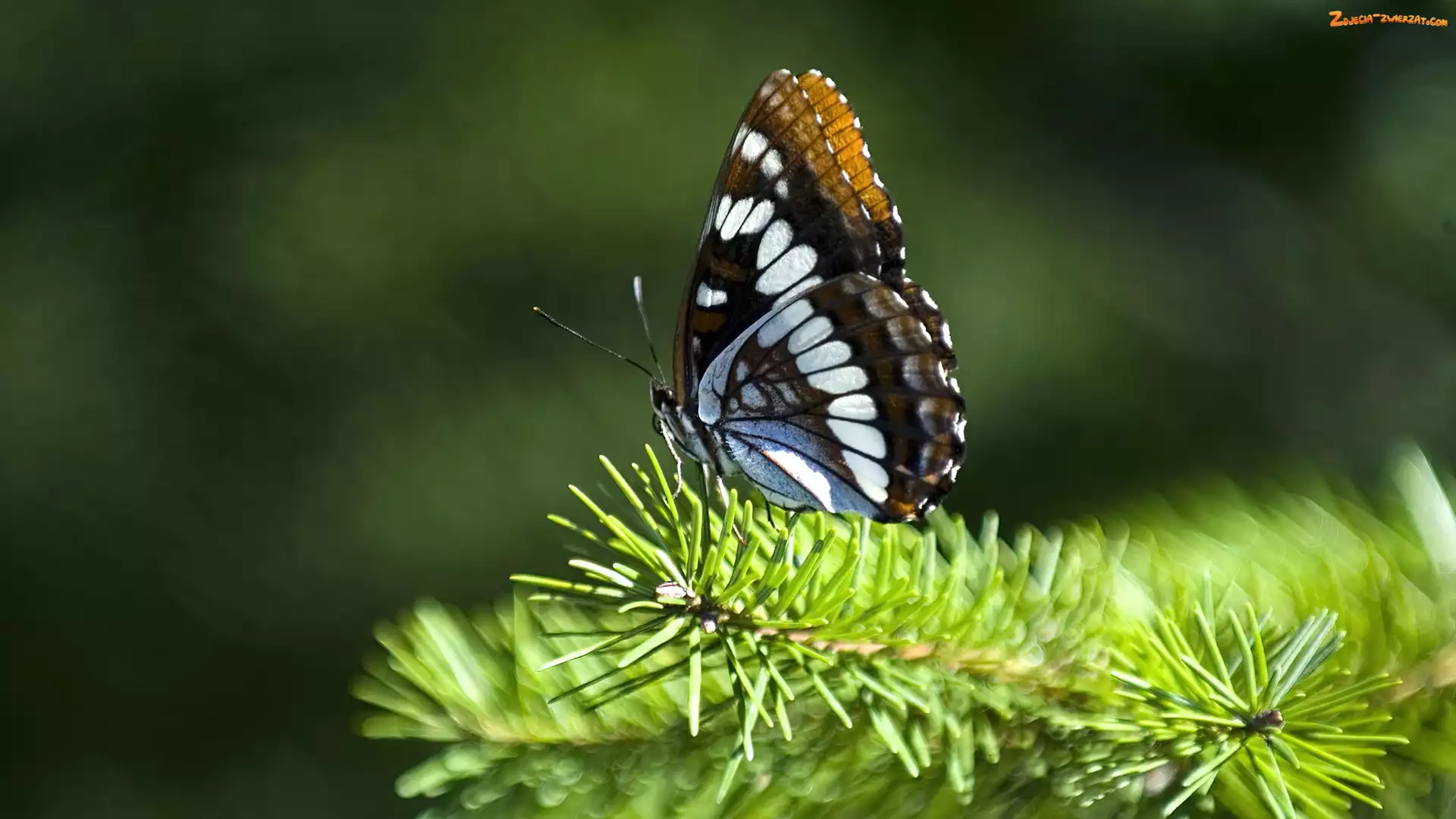 Gałązka, Motyl, Zielona, Piękny