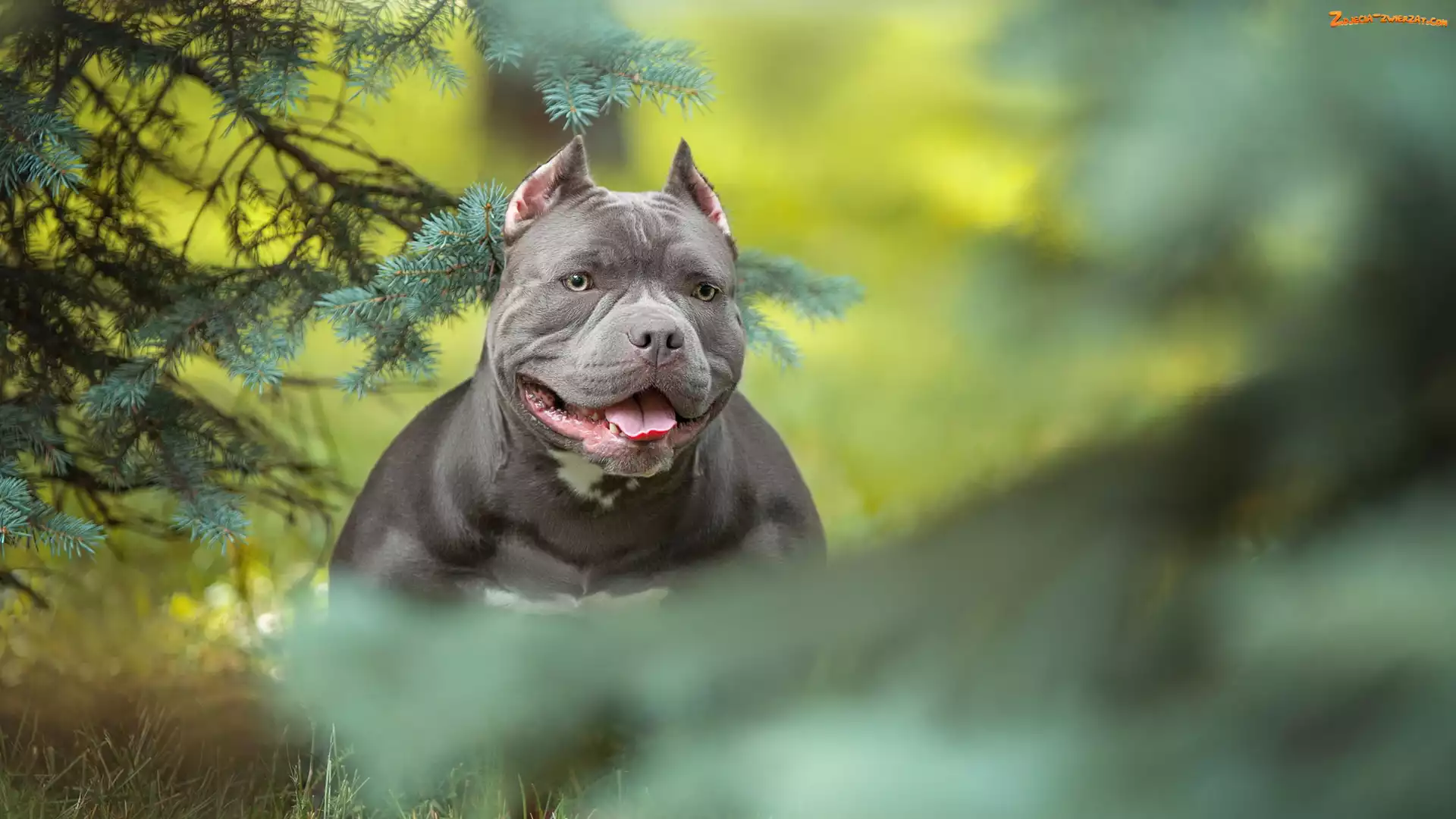 Gałązki, Pies, American Bully