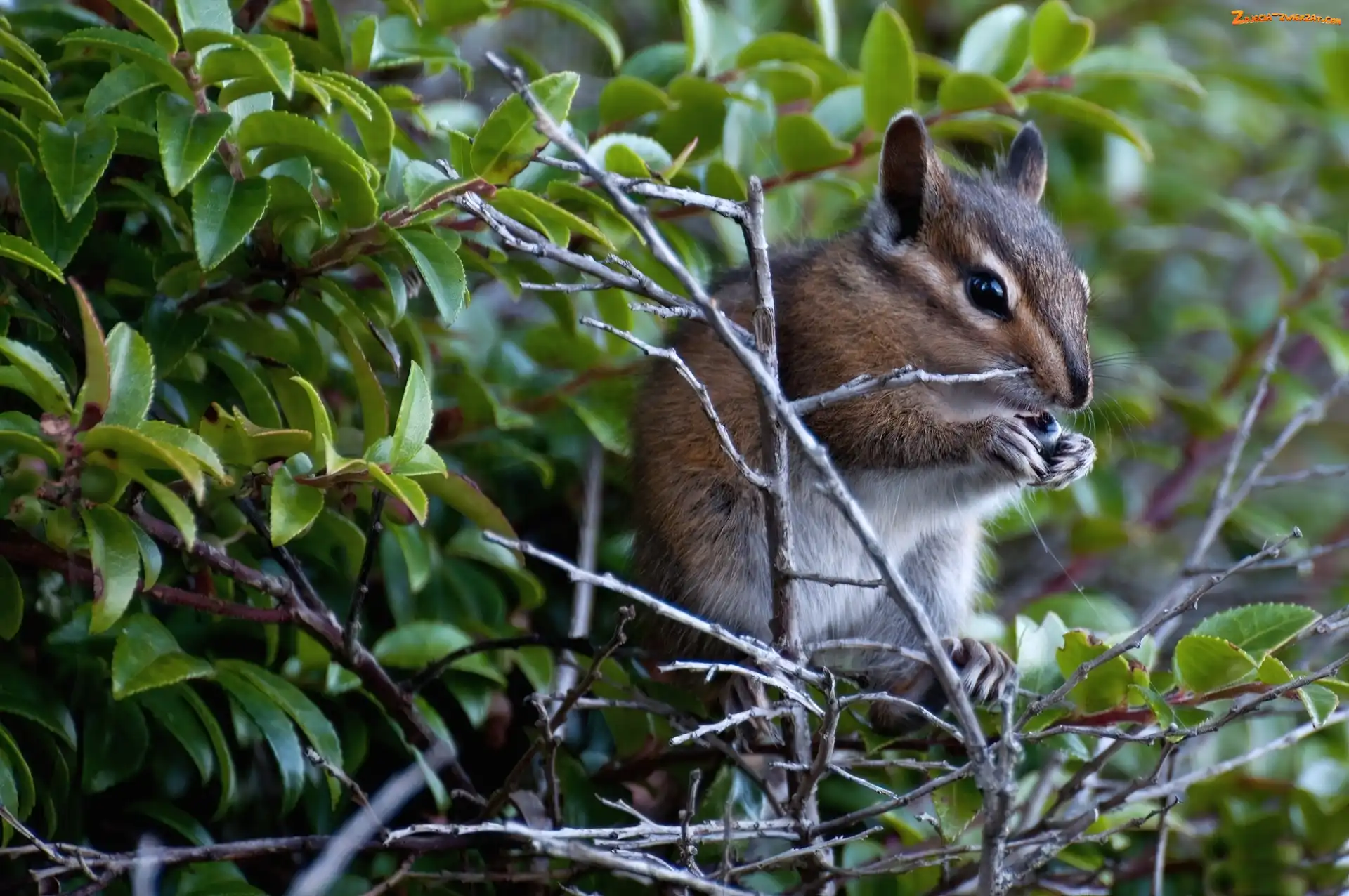 Chipmunk, Gałązki, Drzewa