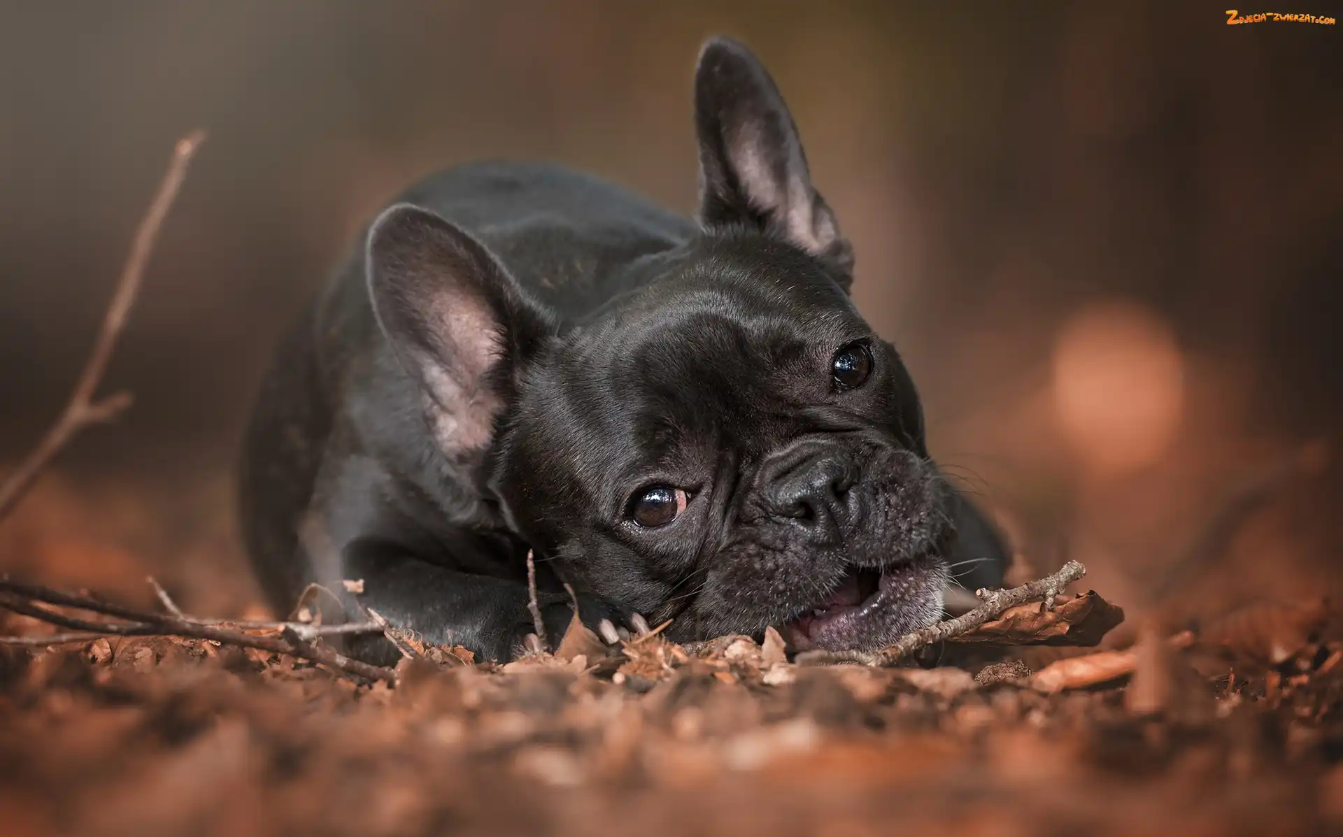 Gałązki, Buldog francuski, Liście