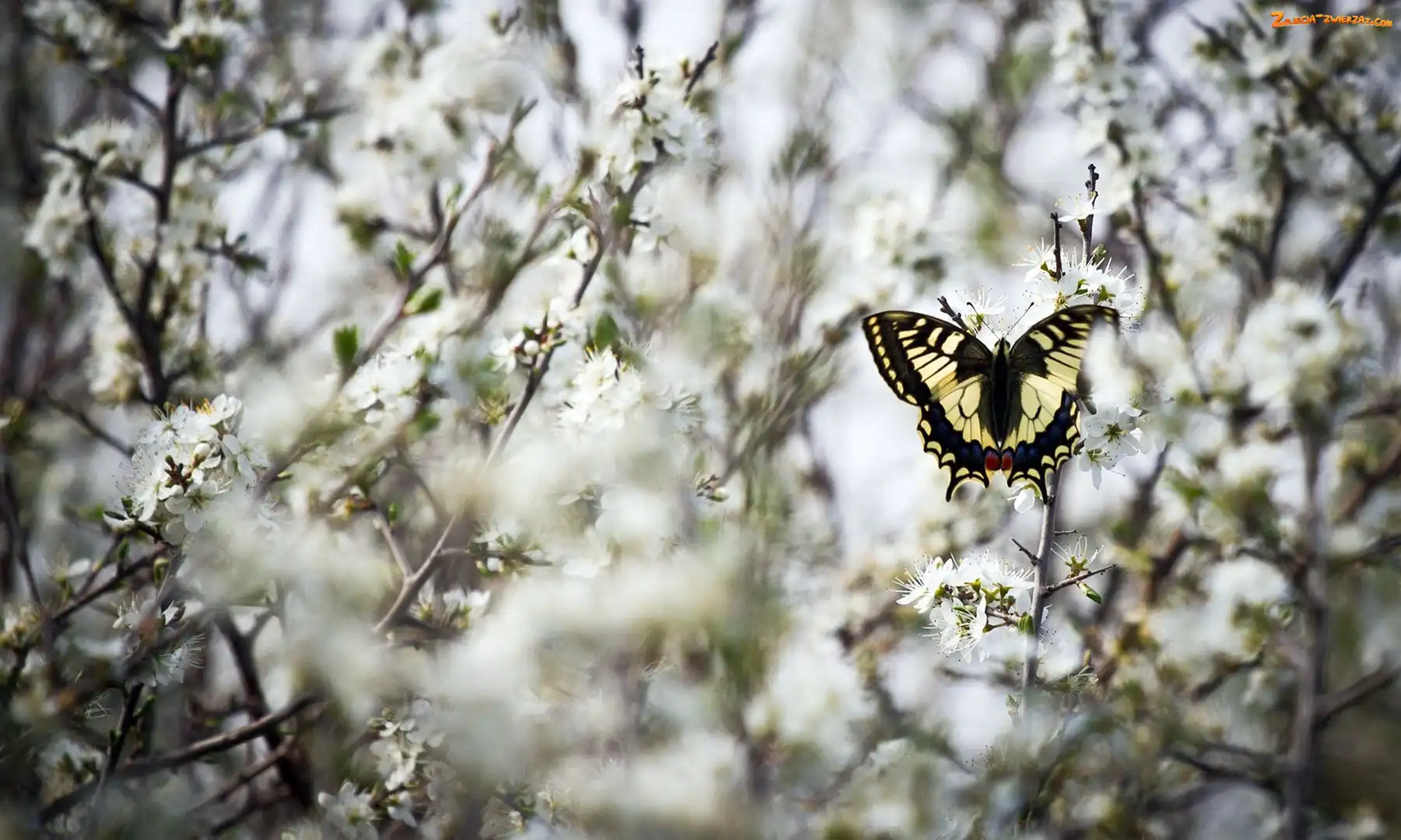 Kwiatuszki, Białe, Paź królowej, Motyl, Gałązki