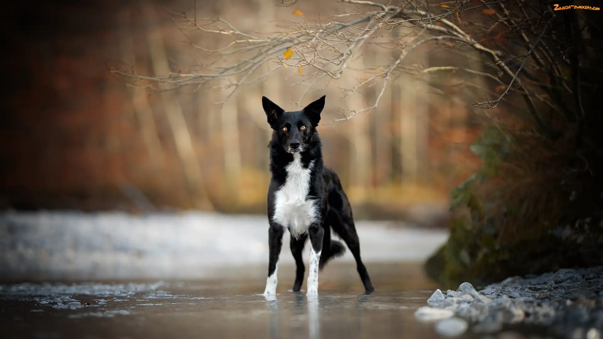 Gałązki, Drzewa, Border collie, Pies, Rzeka