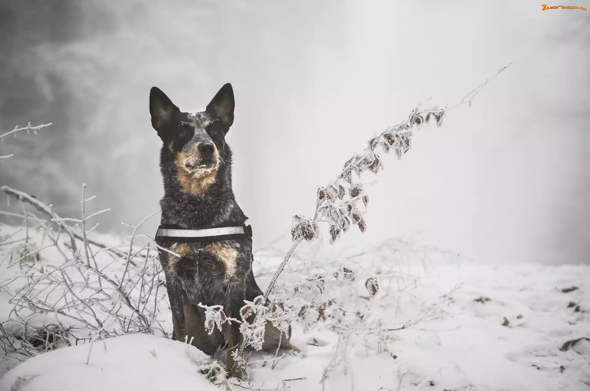 Rośliny, Gałązki, Zima, Australian cattle dog, Śnieg