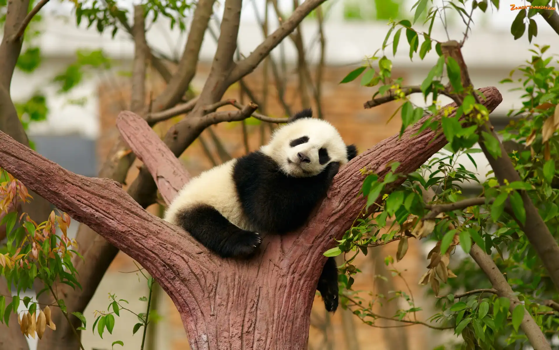Gałęzie, Panda, Drzewa, Niedźwiadek