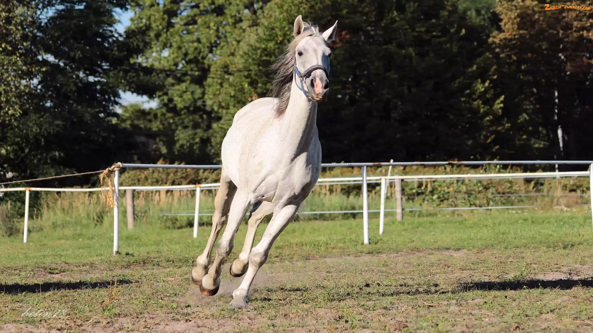 Galop, Padok, Klacz, Koń, Siwa