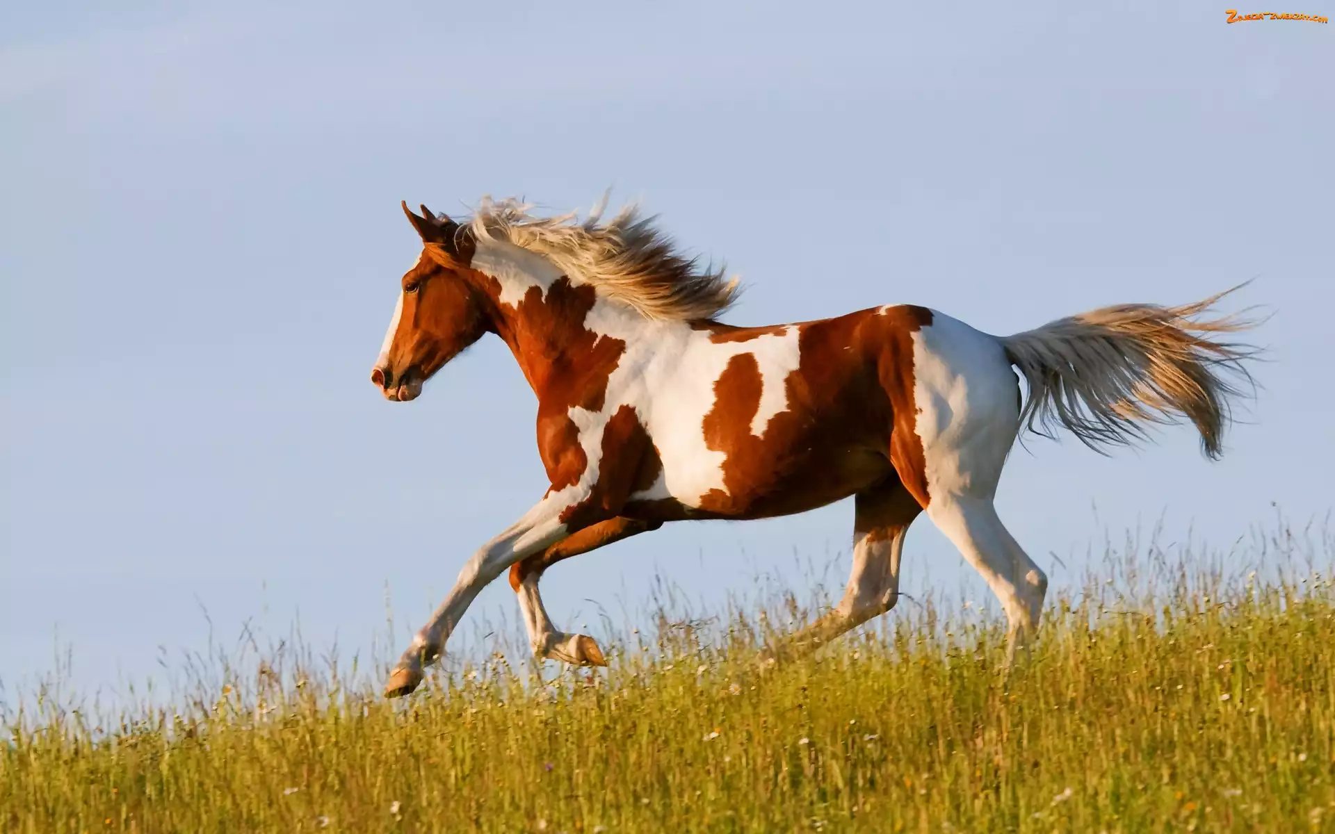Galop, Niebo, Koń, Łąka