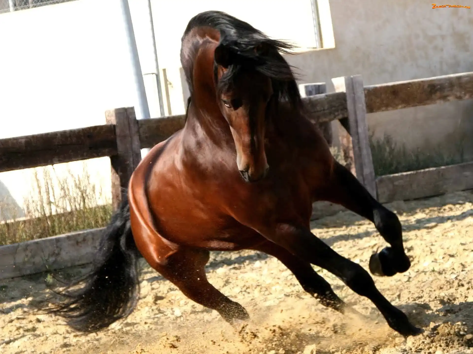 Galop, Piach, Koń, Maneż