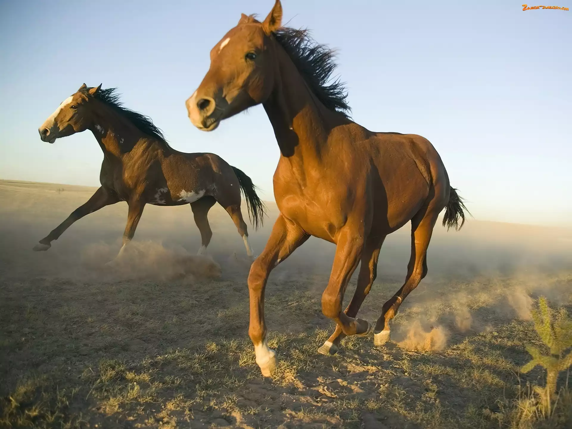 Konie, Galop, Meksyk, Kurz