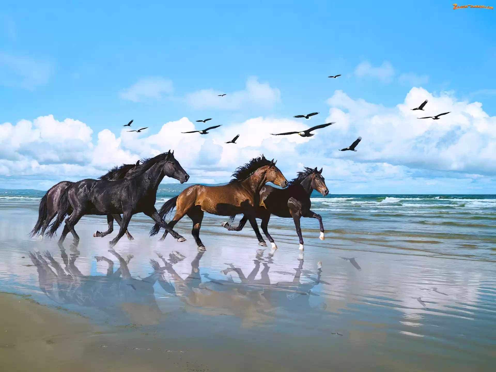 Galop, Plaża, Konie, Ptaki